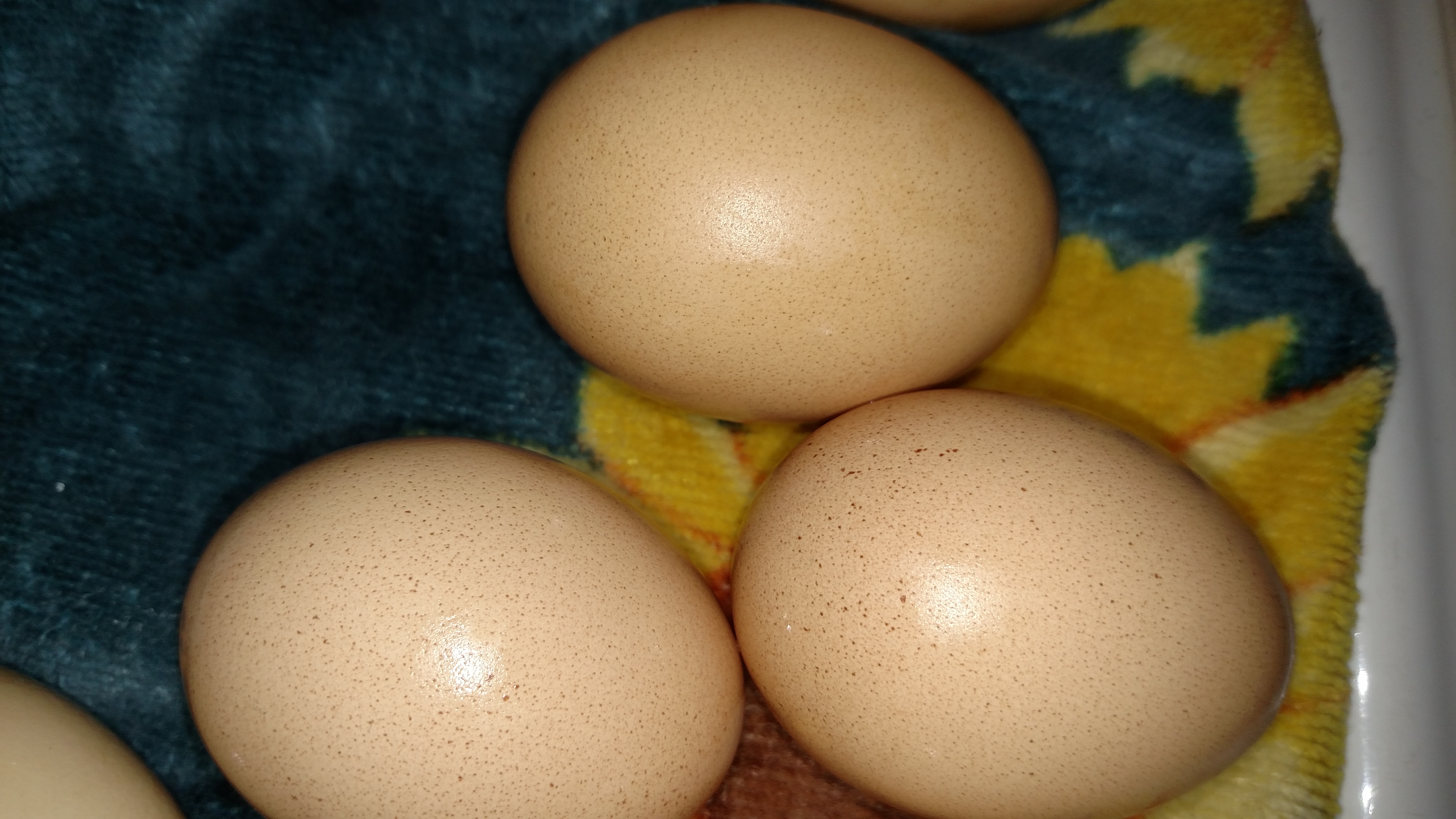 After close inspection, noticed that some of the large eggs I collect from pig pen flock are speckled.  Haven't look under magnifying glass yet, but specs appear red.