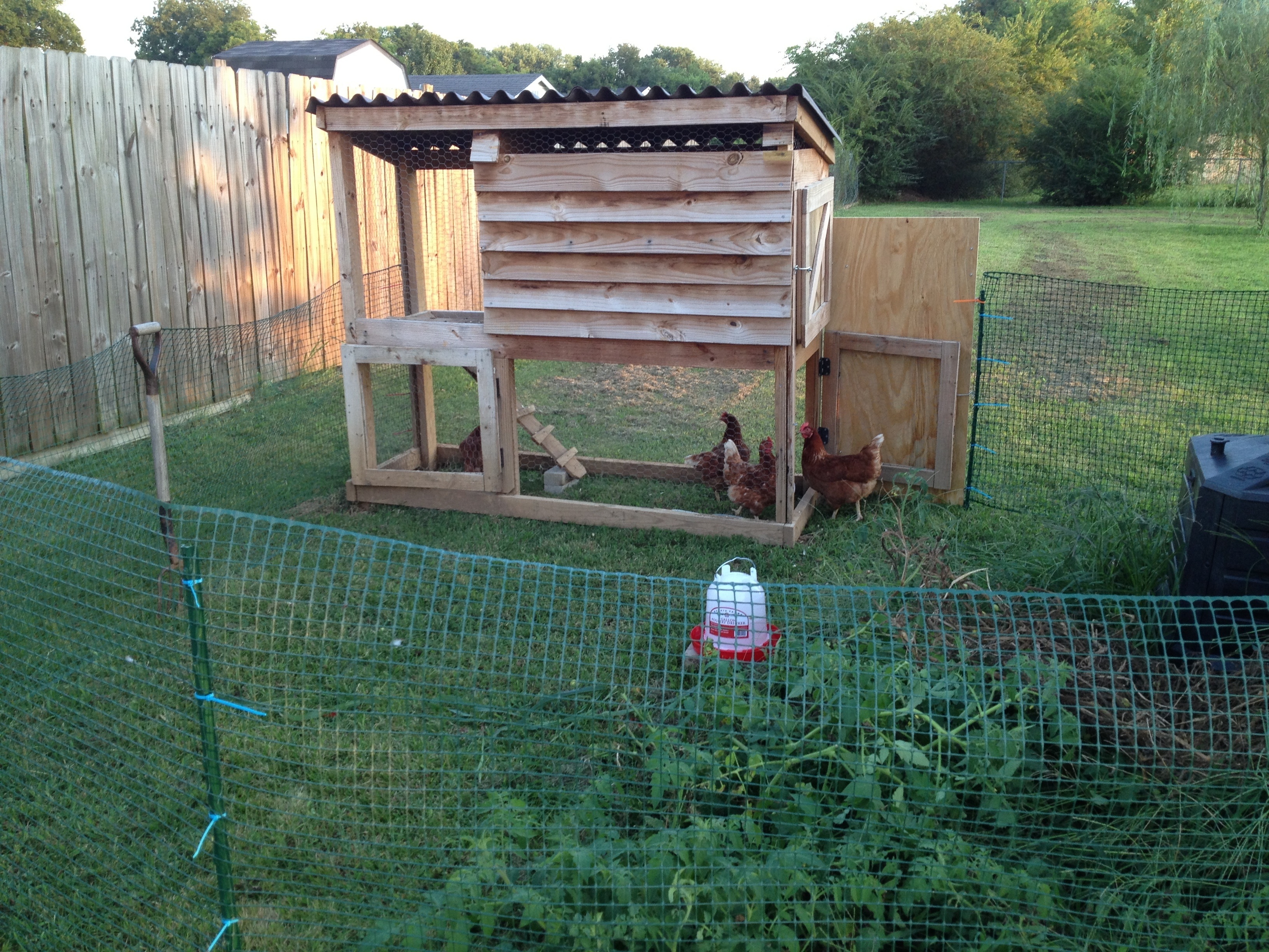 After.  I think they're pretty happy. 
We will probably make the pen bigger.