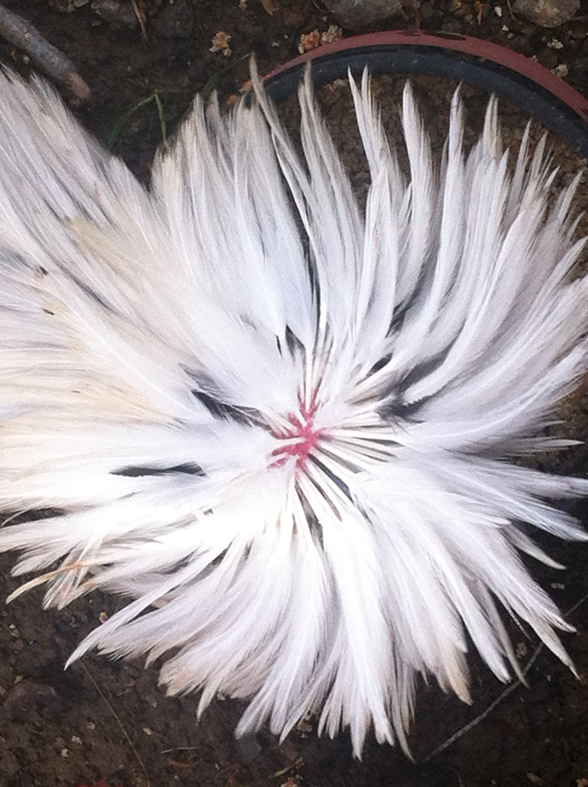 After Molt Crest