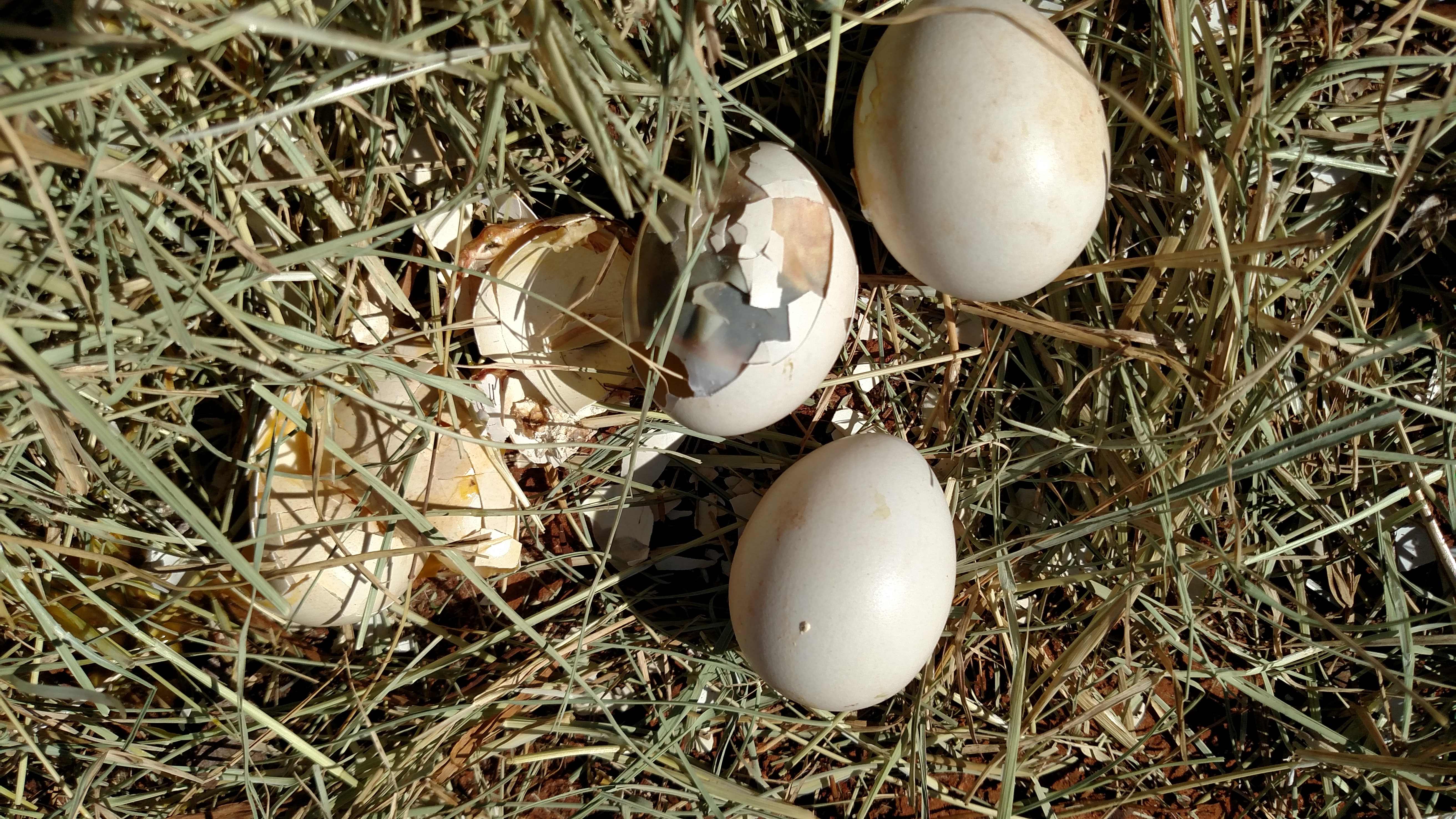 After momma hen got off nest, I removed it.  No life in remaining eggs.  1 unfertilized, 3 with developed chicks.  Will crack open and investigate later.  No time right now.  Gotta help with new pen construction.