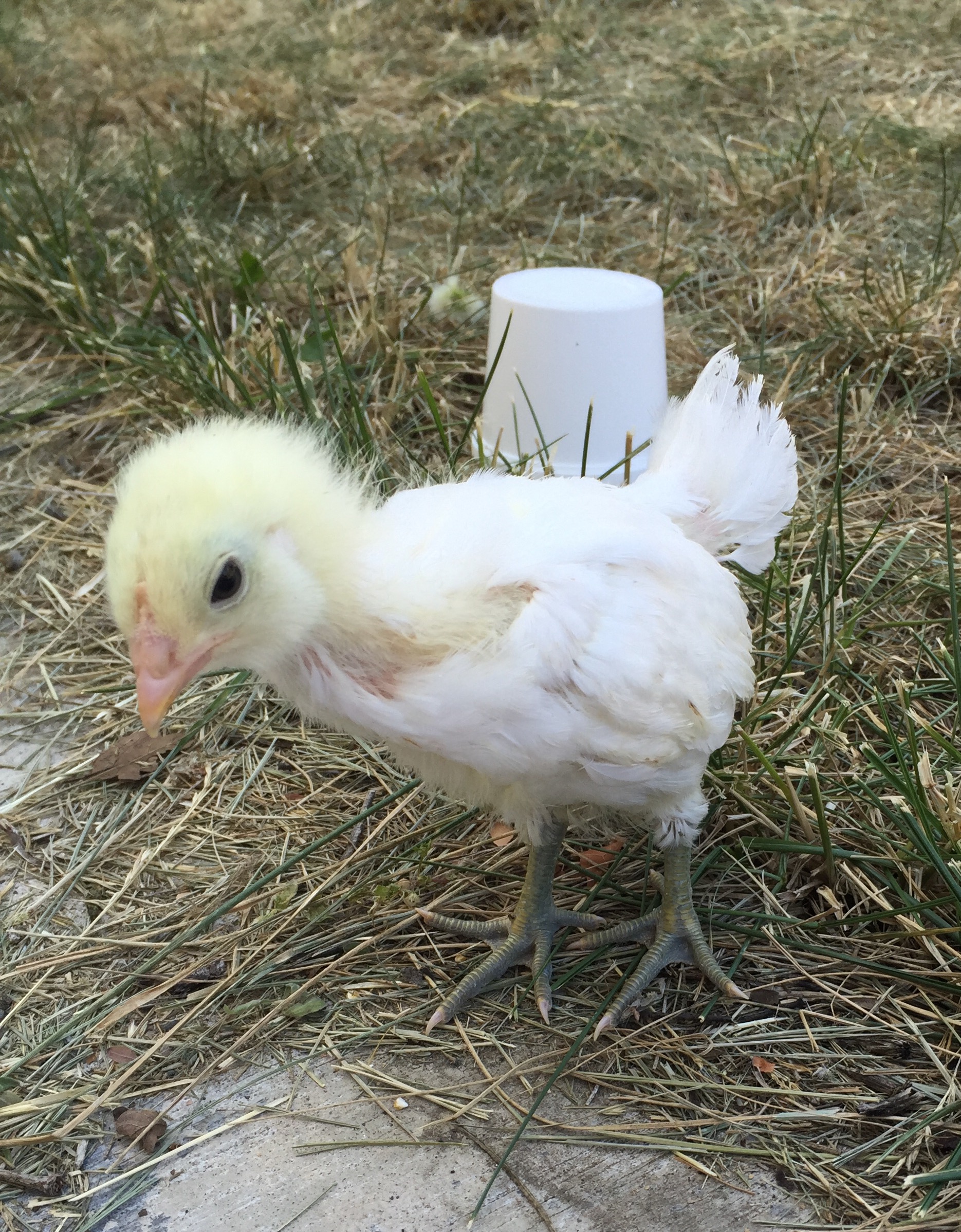 After my brother died, I went to the feed store and saw this one. They thought she was a Cornish cross (only one in the bin left that looked like this), I say white EE.