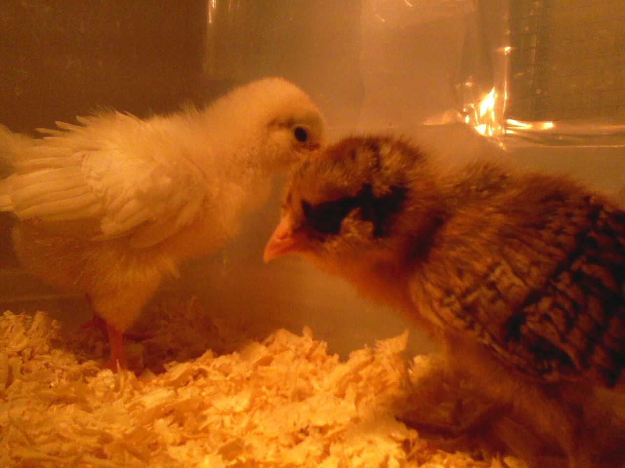 After Peeta died, we went to the feed store to get another Peeta.  It was my 3 year olds suggestion.  Still sniffling, I managed to pick out another one.  The white one is Glimmer, a Delaware.