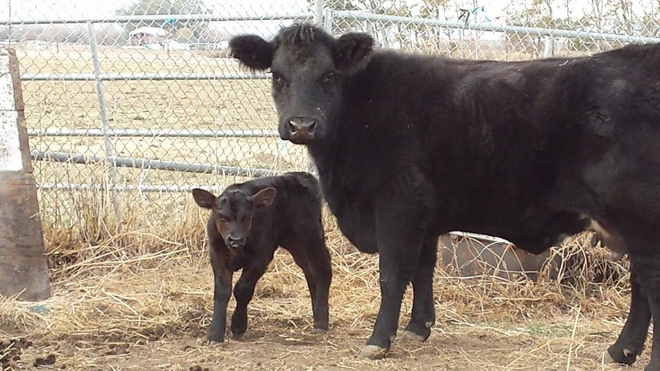 After reading suggestions online, we found that Mom was moo-ing for her in the spot she gave birth.  We can't believe she returned just like we had read.  We coerced her into the pen and re-introduced Hope to her.  After lots of crossed fingers and little patience, Hope found her way to Mom and began nursing.  Mom wasn't thrilled at first but finally connected with her baby.  Thank goodness Mom nursed Hope in the first hour or so after birth.. that Colostrum "gold" sure helped with Hope's survival and of course the TLC she received.