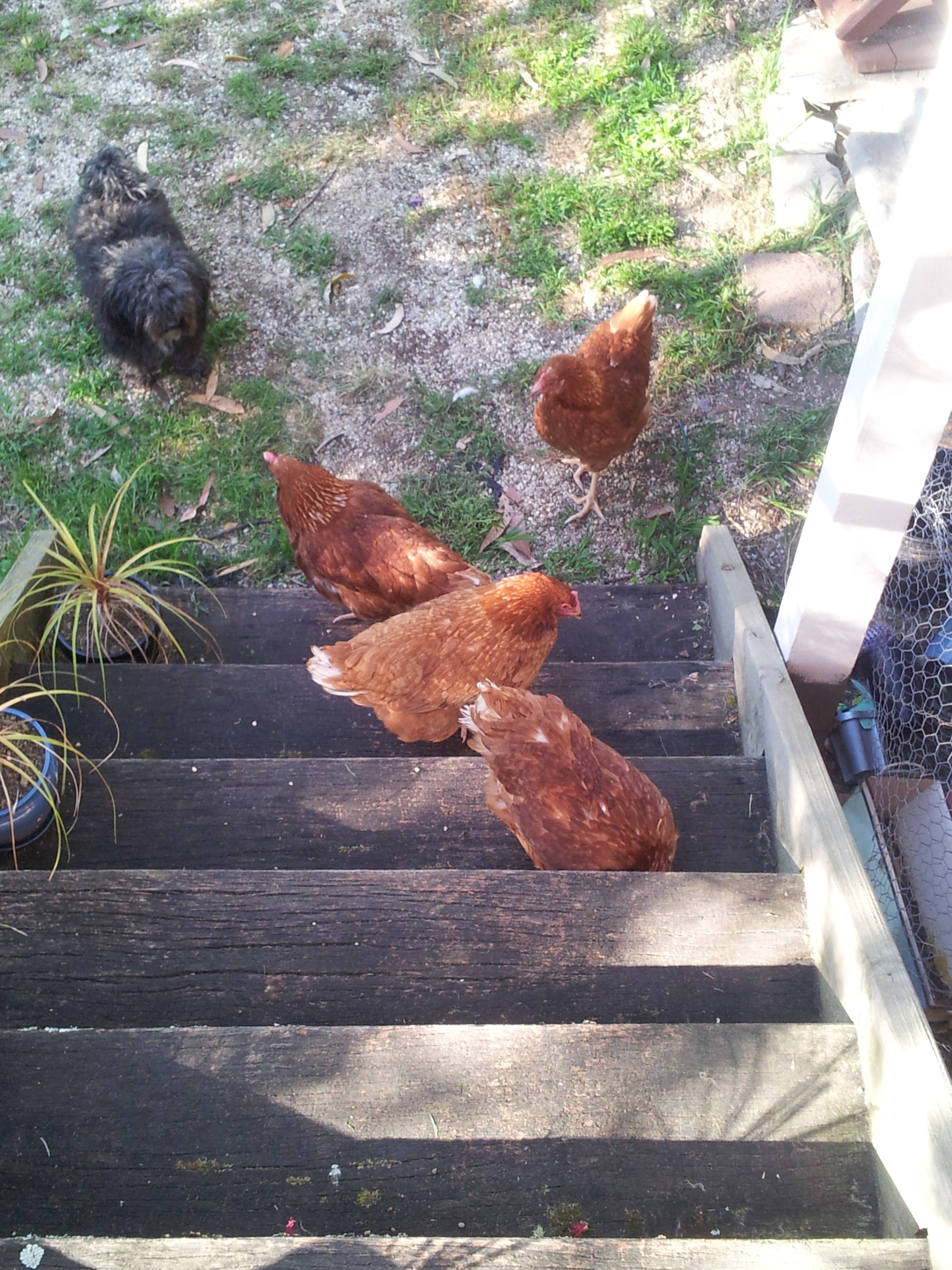 After receiving an early morning wakeup call from one of the hens tapping on my verandah after flying the coop I clipped the wings on all of them. They coped really well even if they were unimpressed with my catching them one after the other.