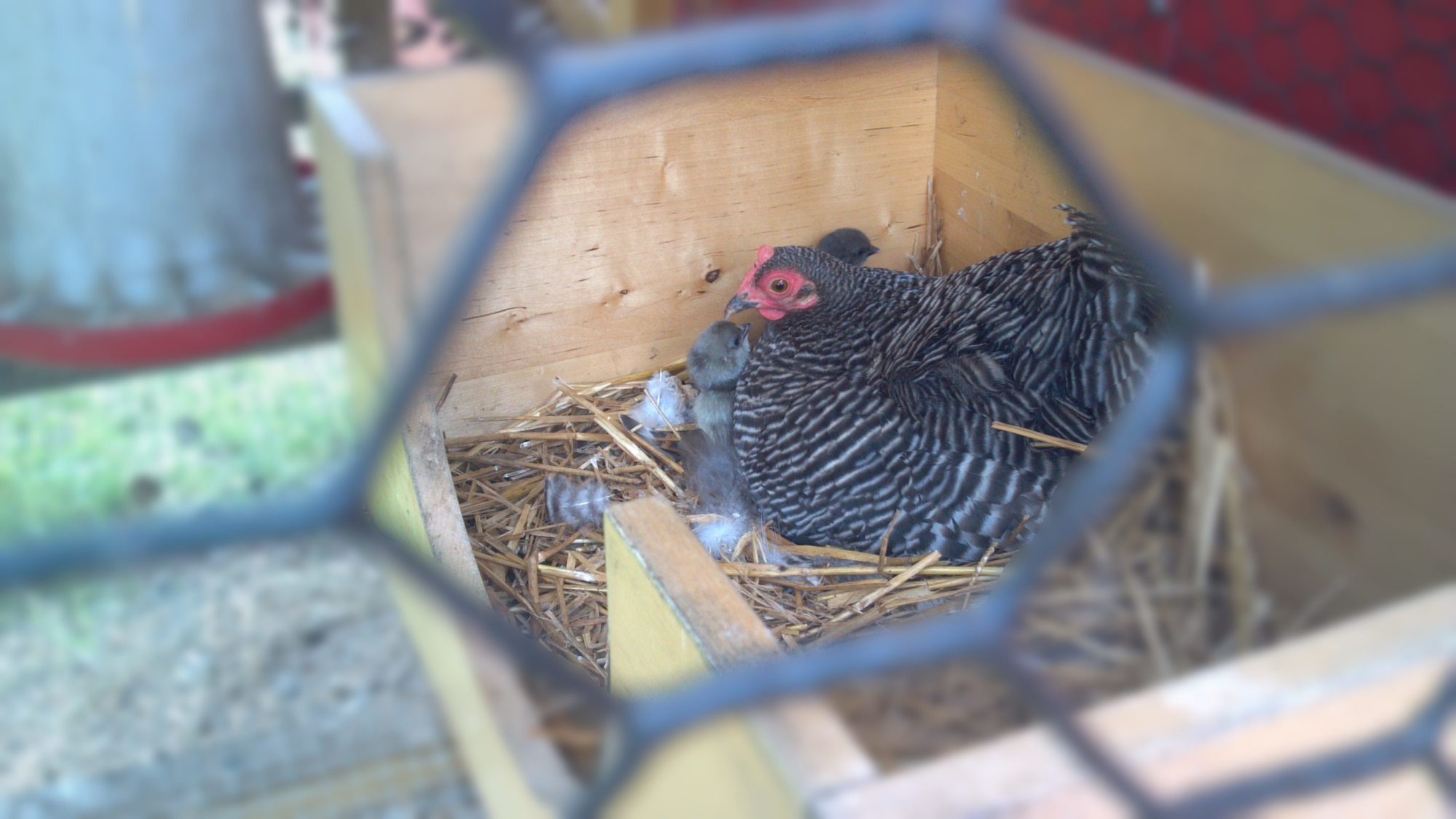 After the great rooster massacre I had no fertilized eggs, so when this one hen went to setting one of my sons friends who raises bantams gave me four eggs. Today, 3 that I am for sure have hatched. This has been the most patient hen I have every had, she had set for quite a while on the un-fertilized eggs before I switched them out.
