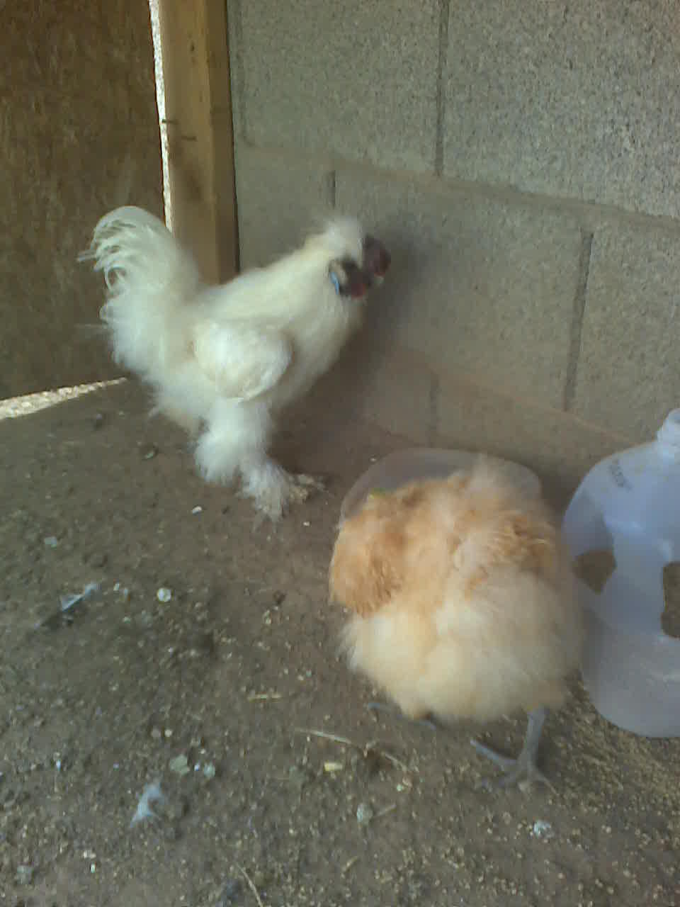 After they lay their egg he always takes them to eat and drink..
