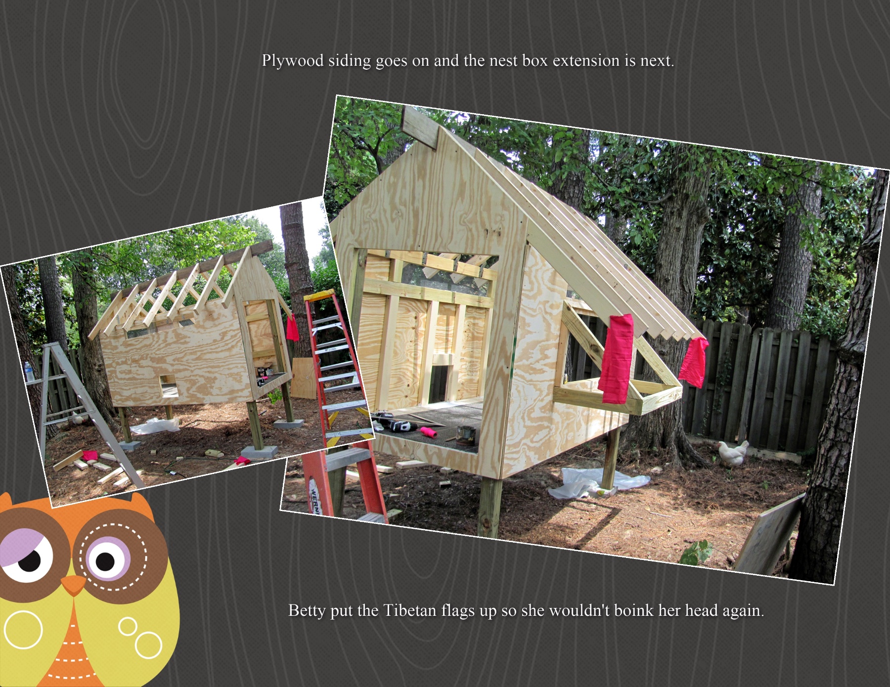 After viewing many coup plans, and with the help of a fantastic neighbor, a "chicken palace" took shape in my 1/2 acre yard in August, 2012.