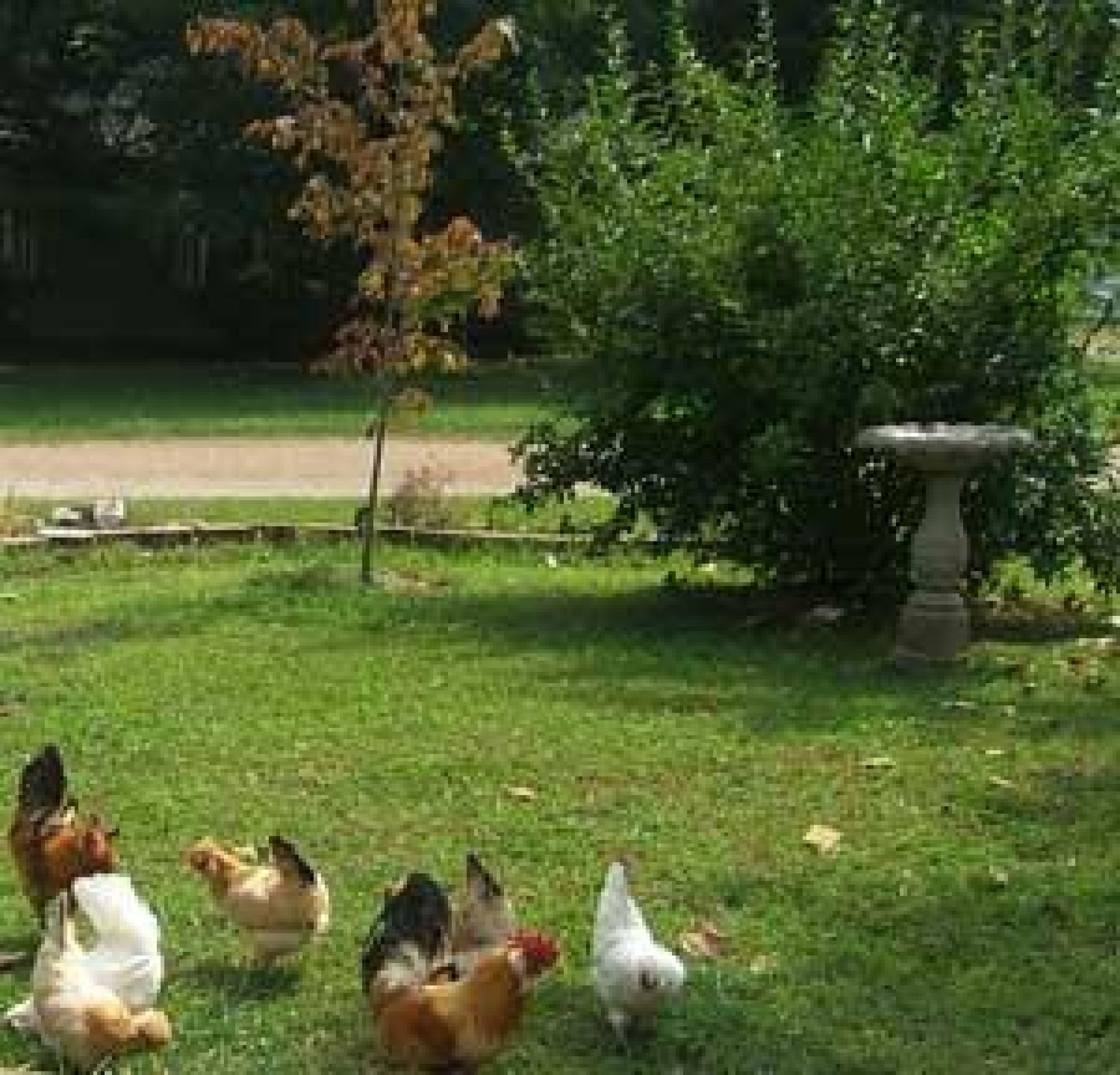 After we moved, I brought all my chickens with us.  They were free range at my other place and I tried that at our new place.  Here they roam around in the front yard.
