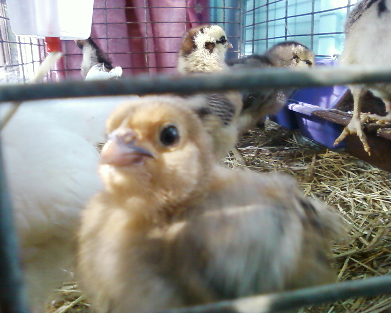 Again, Chickadee the ham