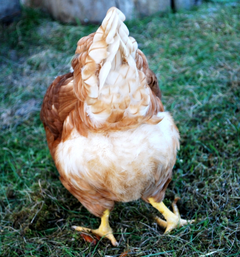 again.. chicken butt