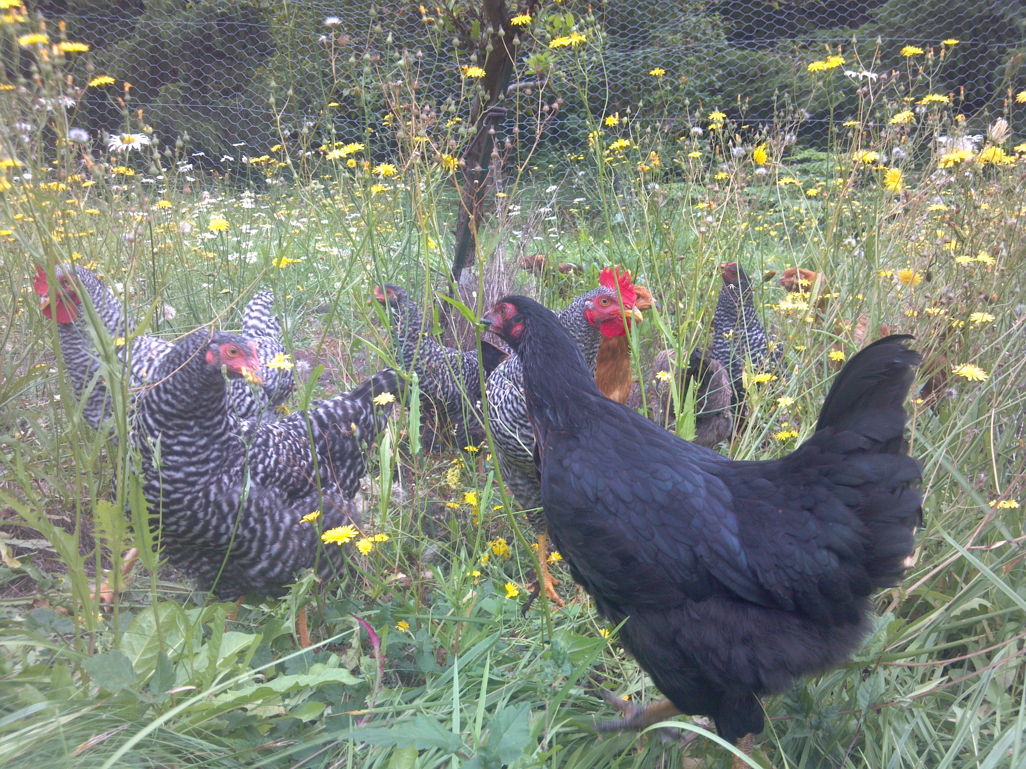 Again, the gang enjoying our soon to be gone sunny skies.