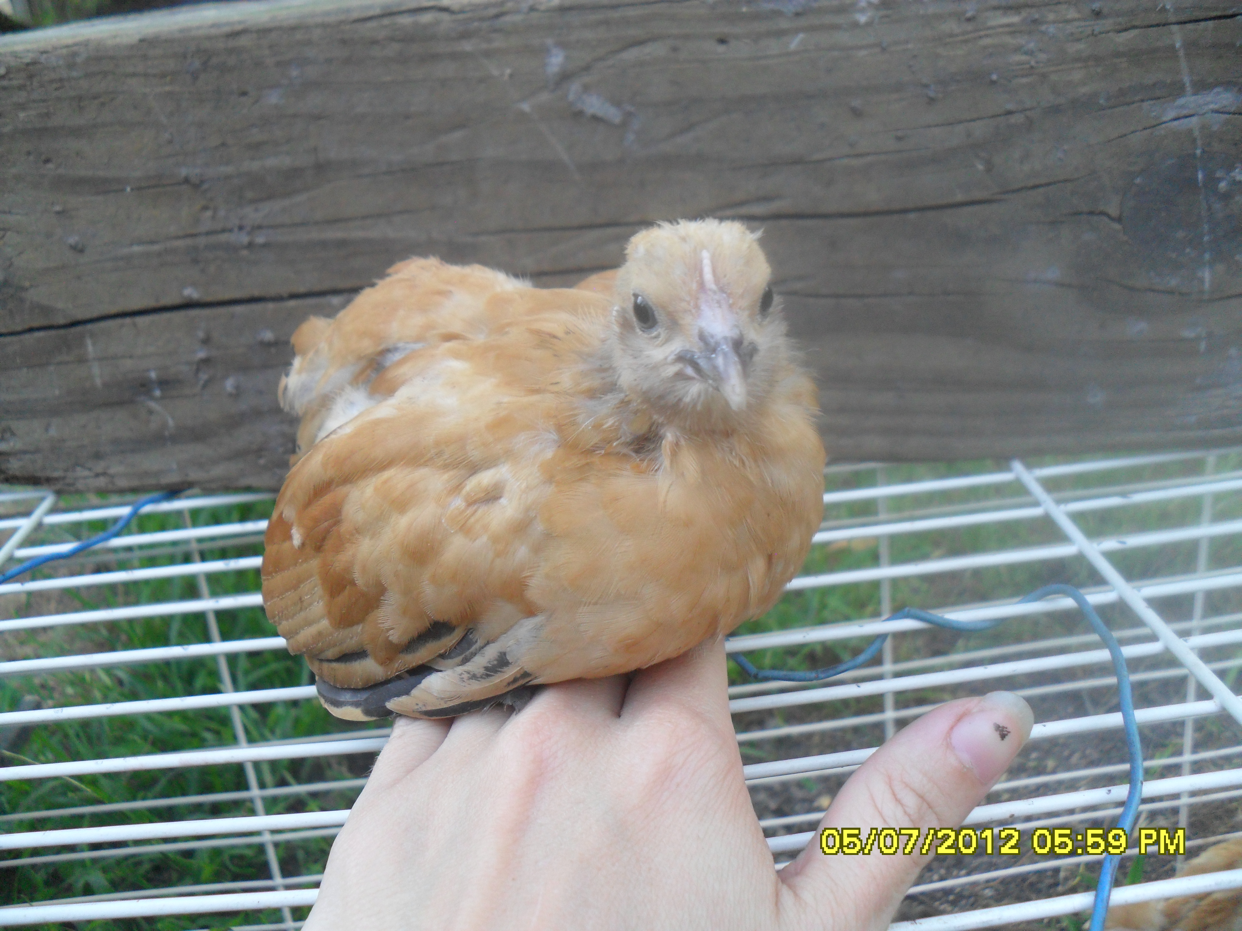 again the one that i thought was a pullet till it was 10 weeks old