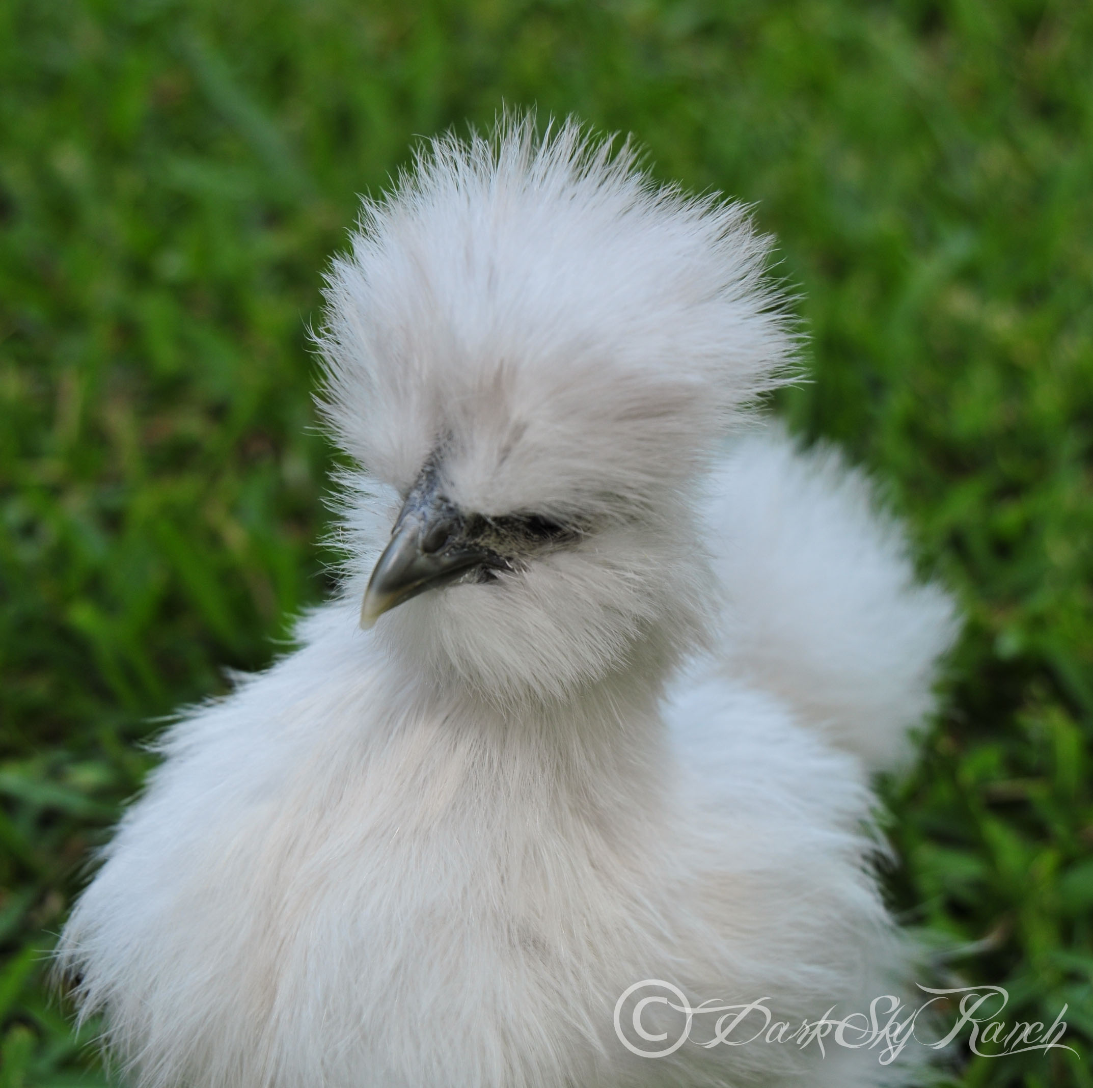 Again, with the comb, @ 7 weeks