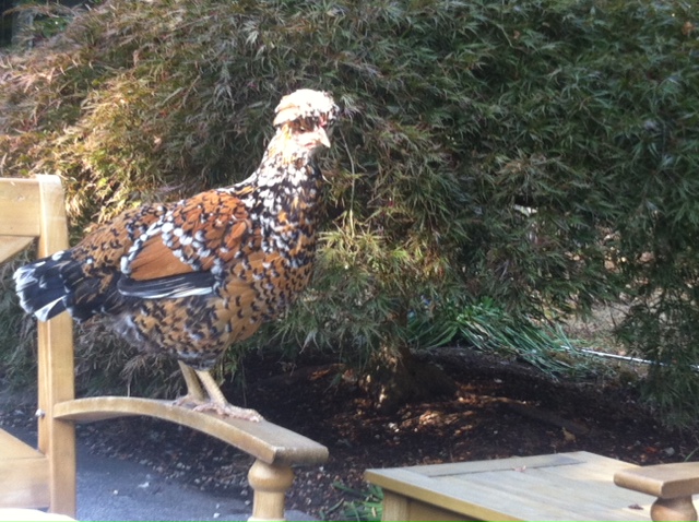 Agda, our curious and friendliest.  She loves to follow me around in the backyard.