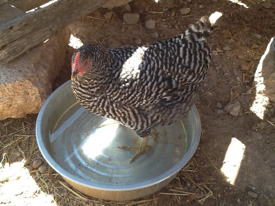 Agnes loves her wading pool on hot days.