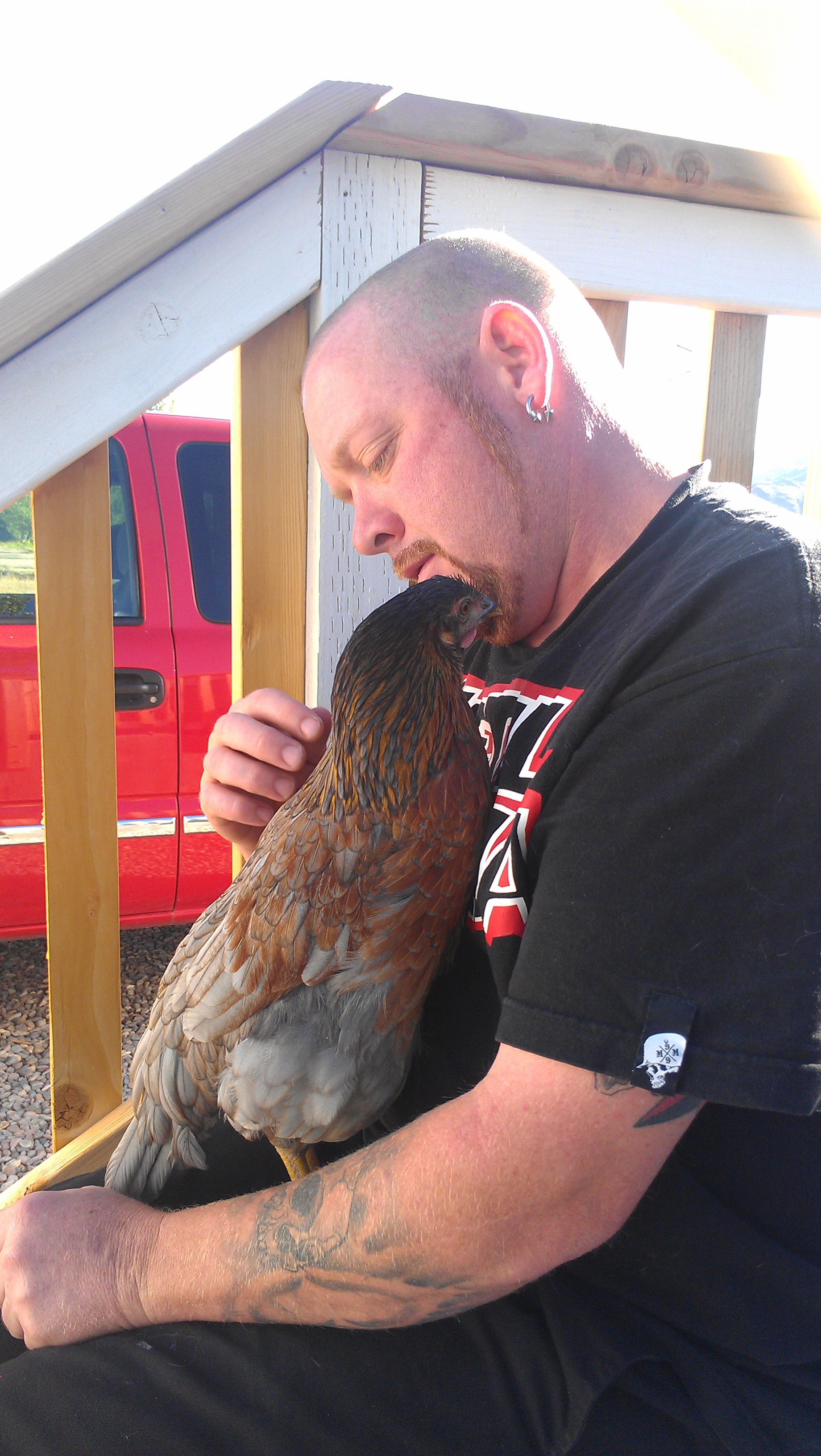 Agnus is a Rose  comb Leghorn and is the sweetest chicken in the world. Not the typical opinion people have of Leghorns.