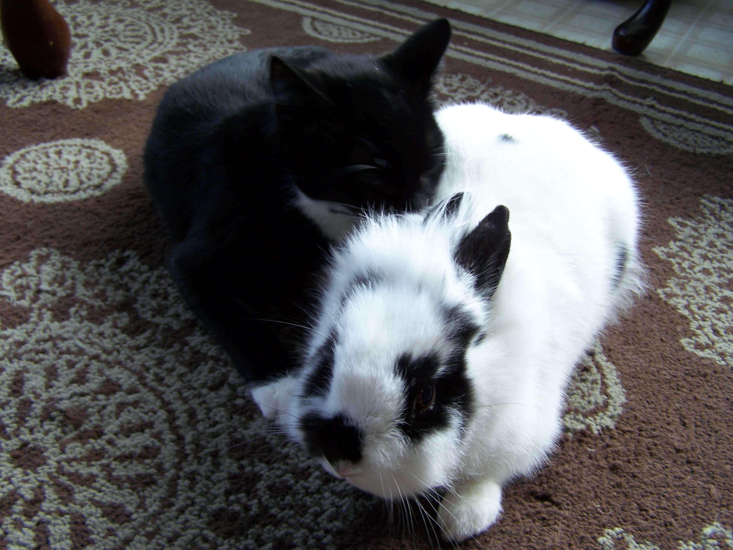 Ah yes, a live toy for Lily. She and Polka Spot get along fabulously.