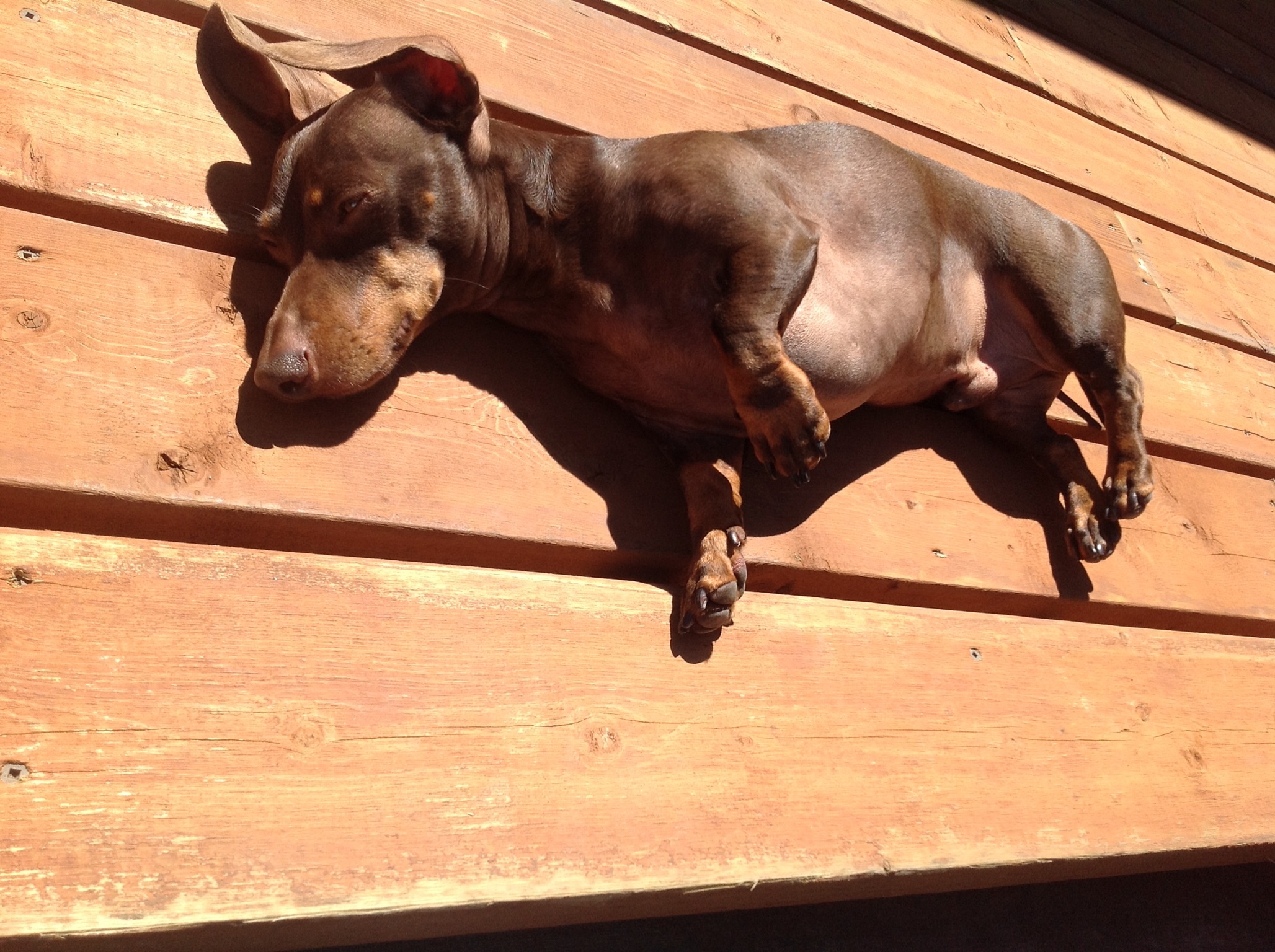 Ahh the sunny spot...