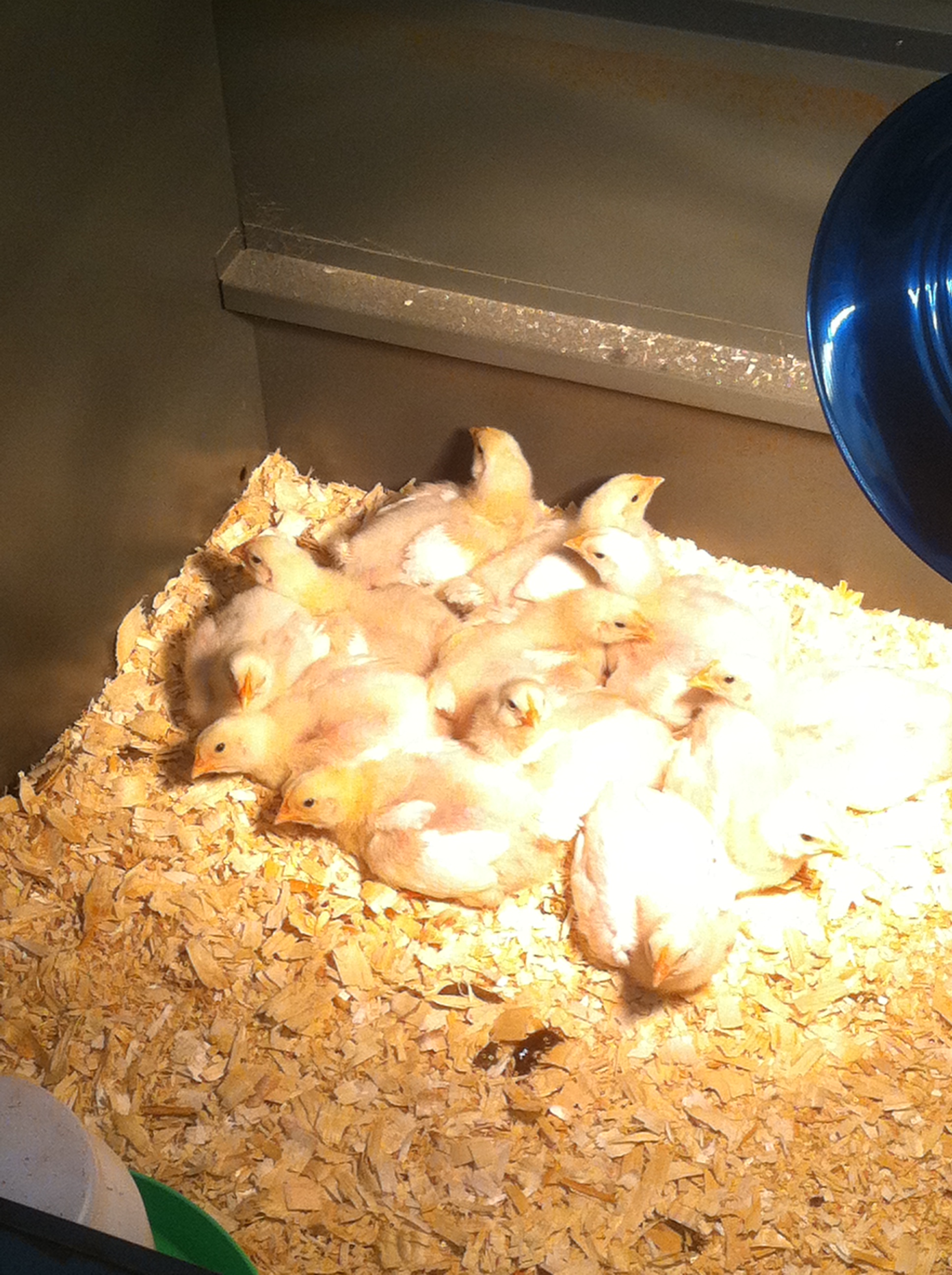 Ahhh...  That's better...  The broilers have their own room now...
