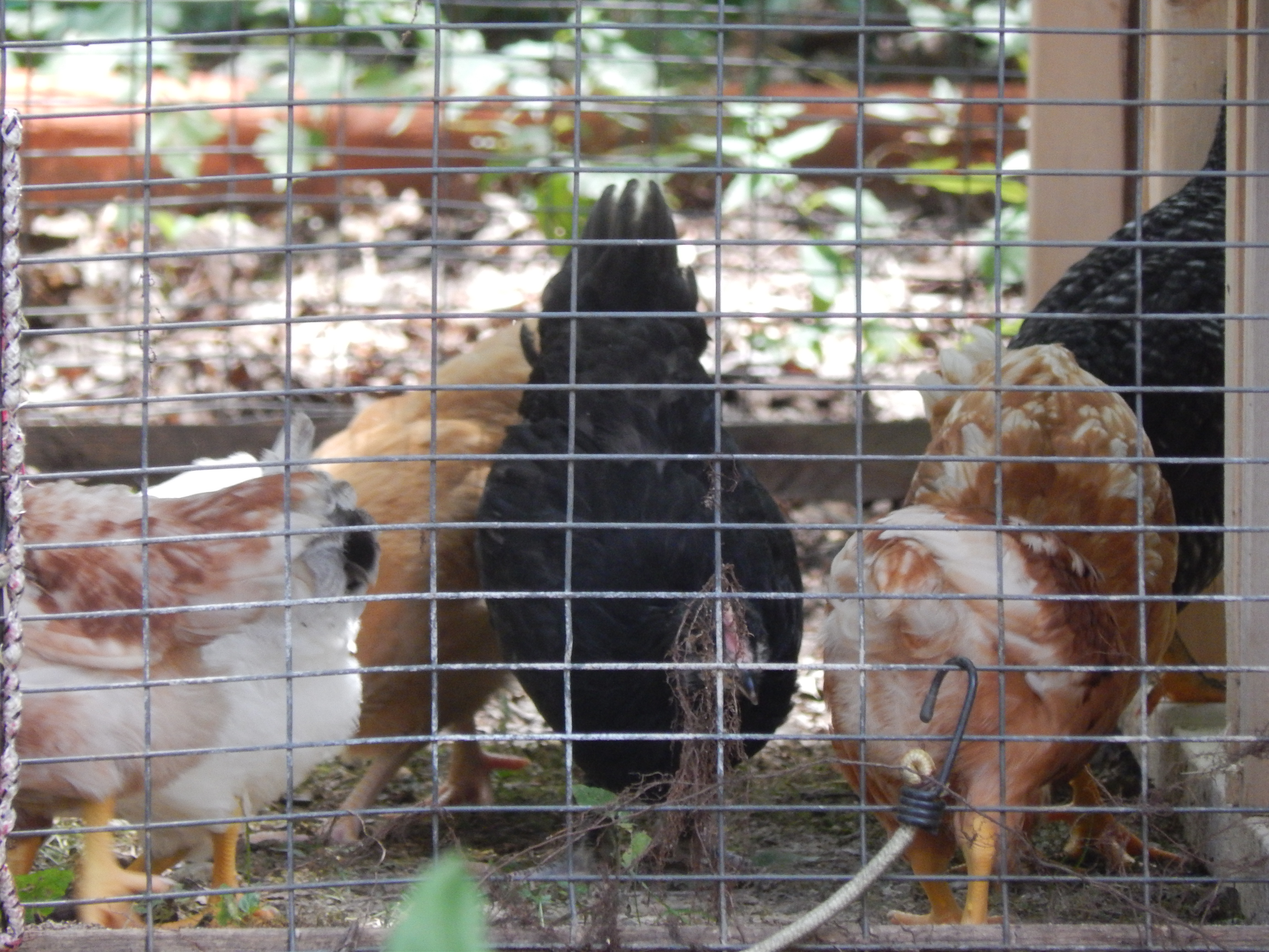 ahhhhhhhh we are finally out of that coop! This is going to it for awhile on the pics. I will post more when it is completed. Check back in a few weeks.