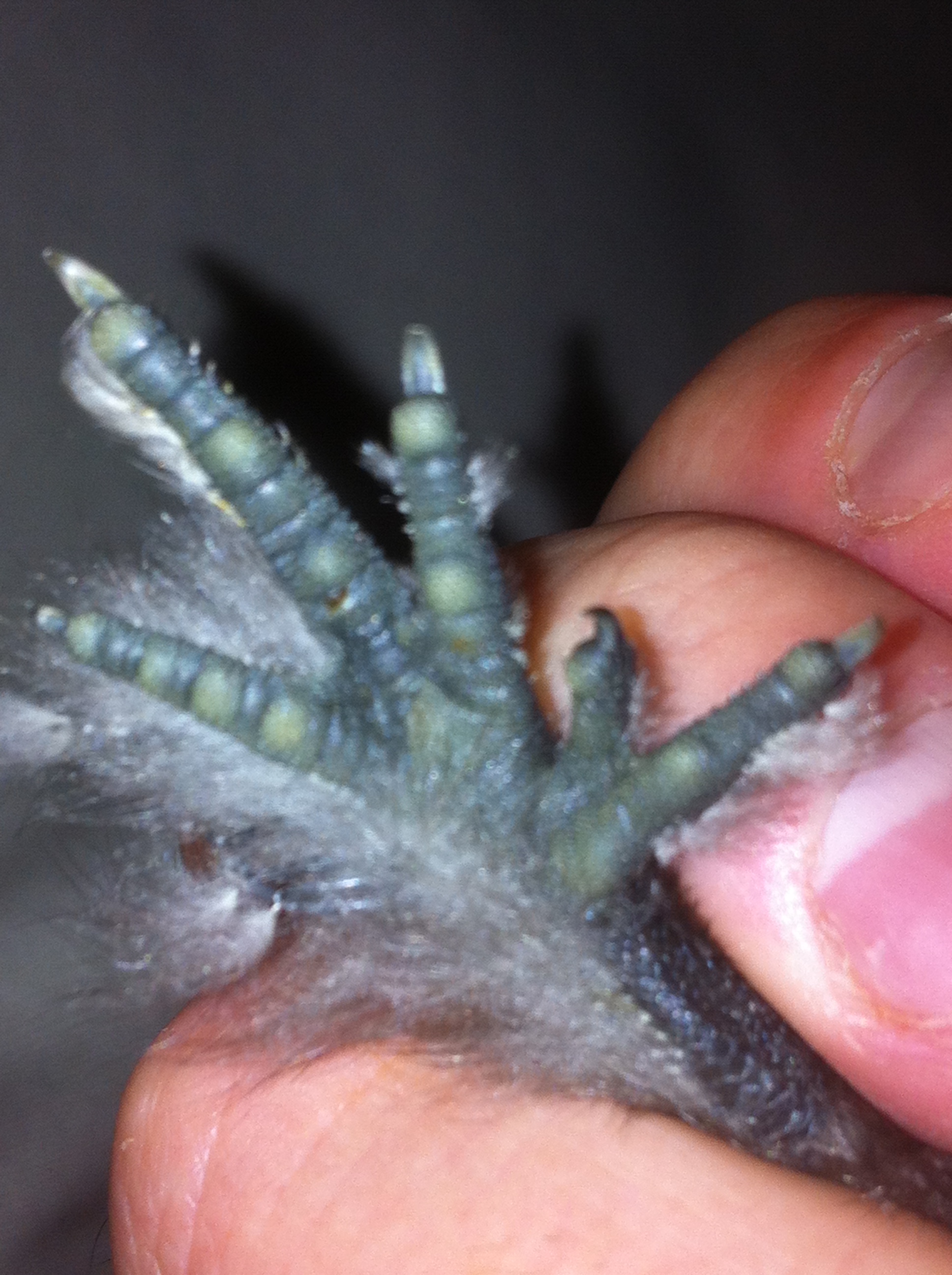 Ahhmazing toe spacing.