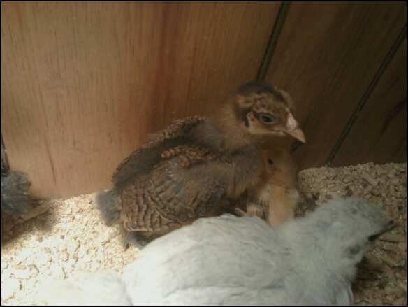 AJ's visiting Miss Violet and Scooter while I clean their brooder.