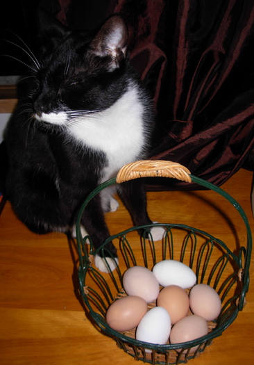 Akito objecting to being used as a prop.