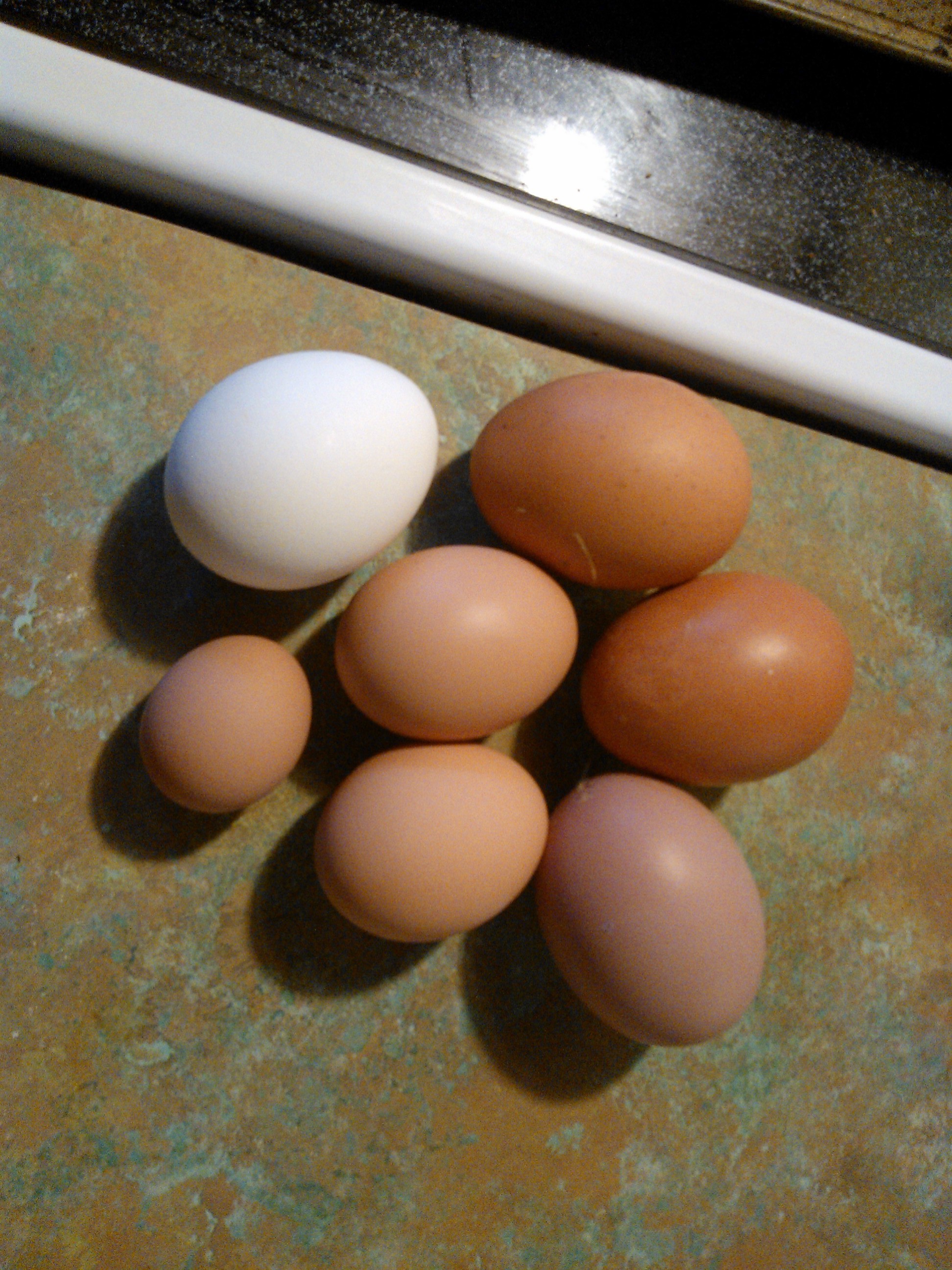 Al shapes. sizes. and colors