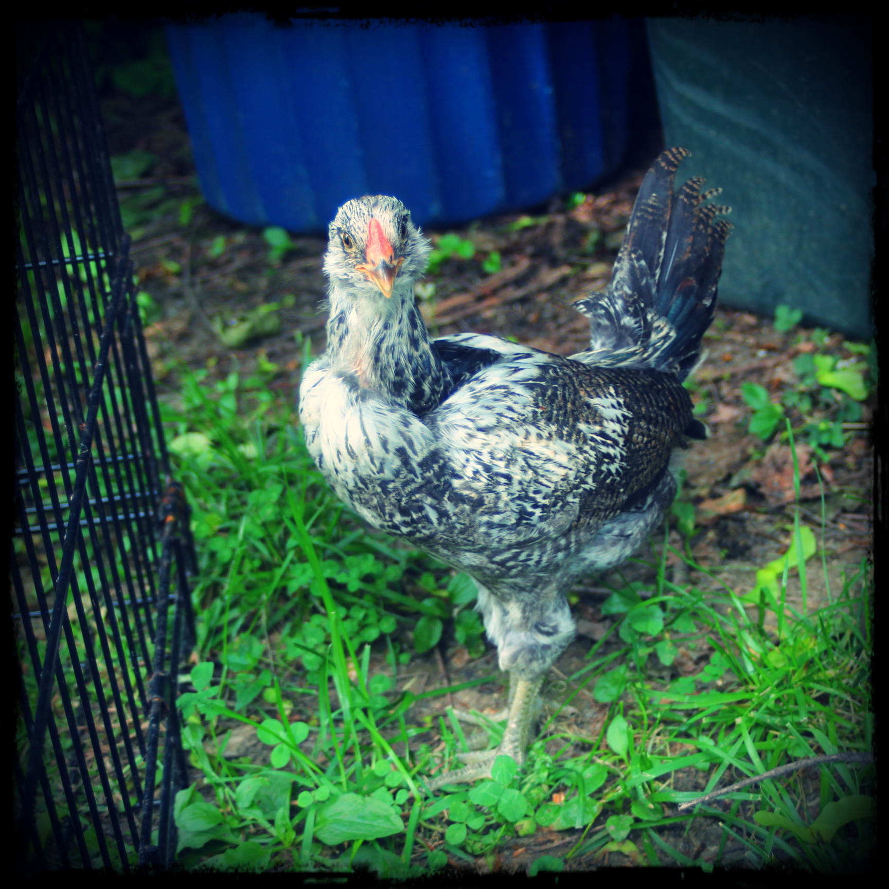Alas, Henrietta was in fact a Henry ... and handsome as he was, Henry had to go :( Our urban setting is not a good place for him.