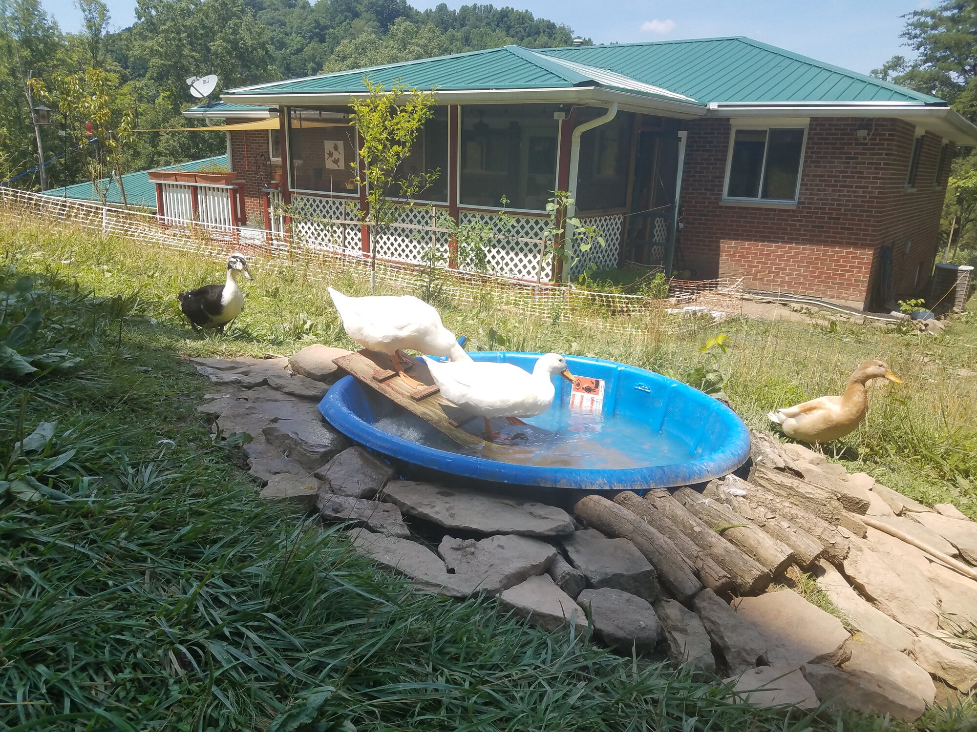 Alba is the duck on the ramp with her feet in the water