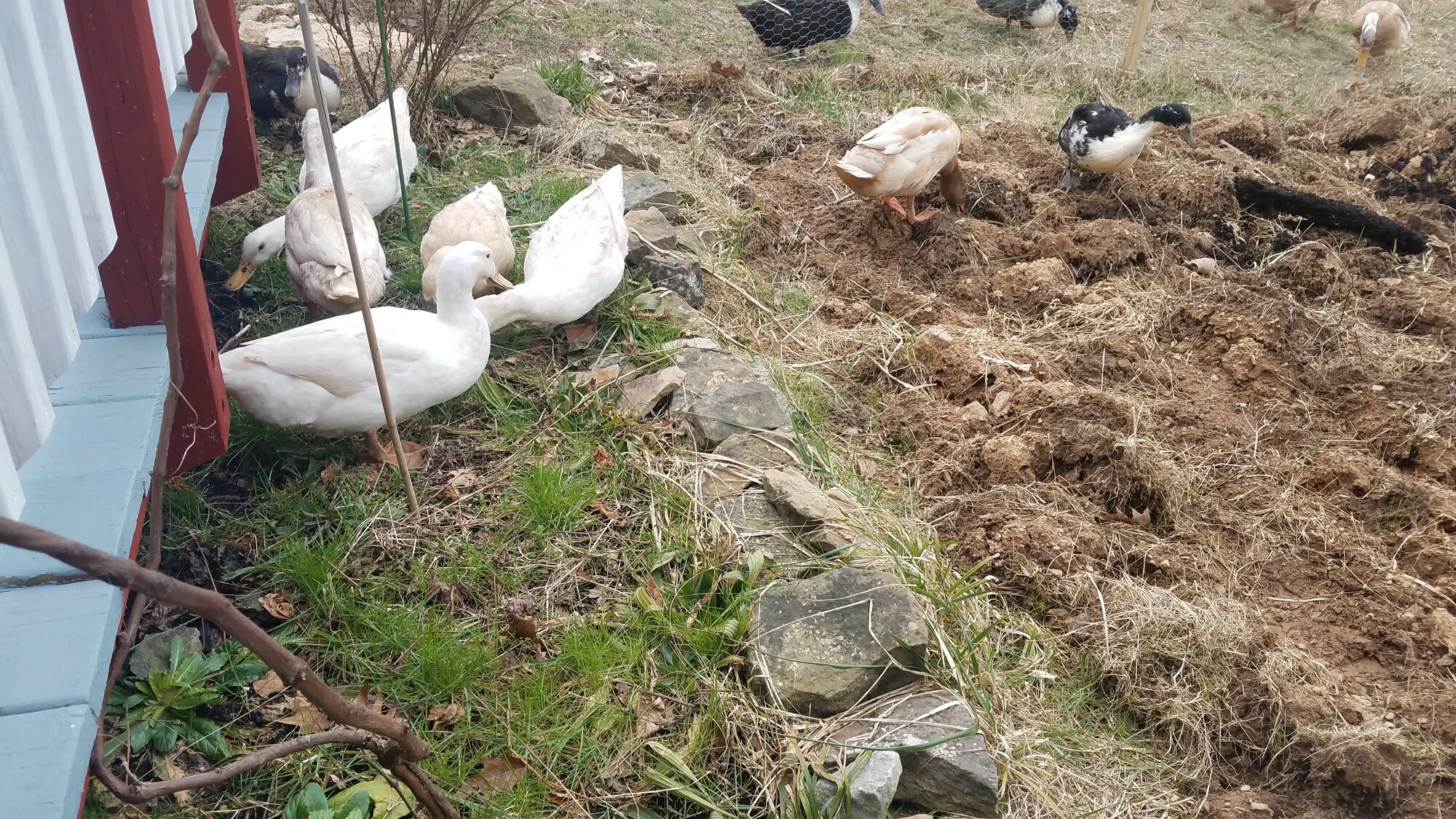 Alba is the white duck in the front left