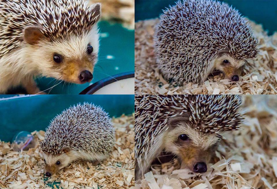 Albert the hedgehog, he is my pet and I really love him.