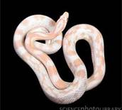 albino corn snake