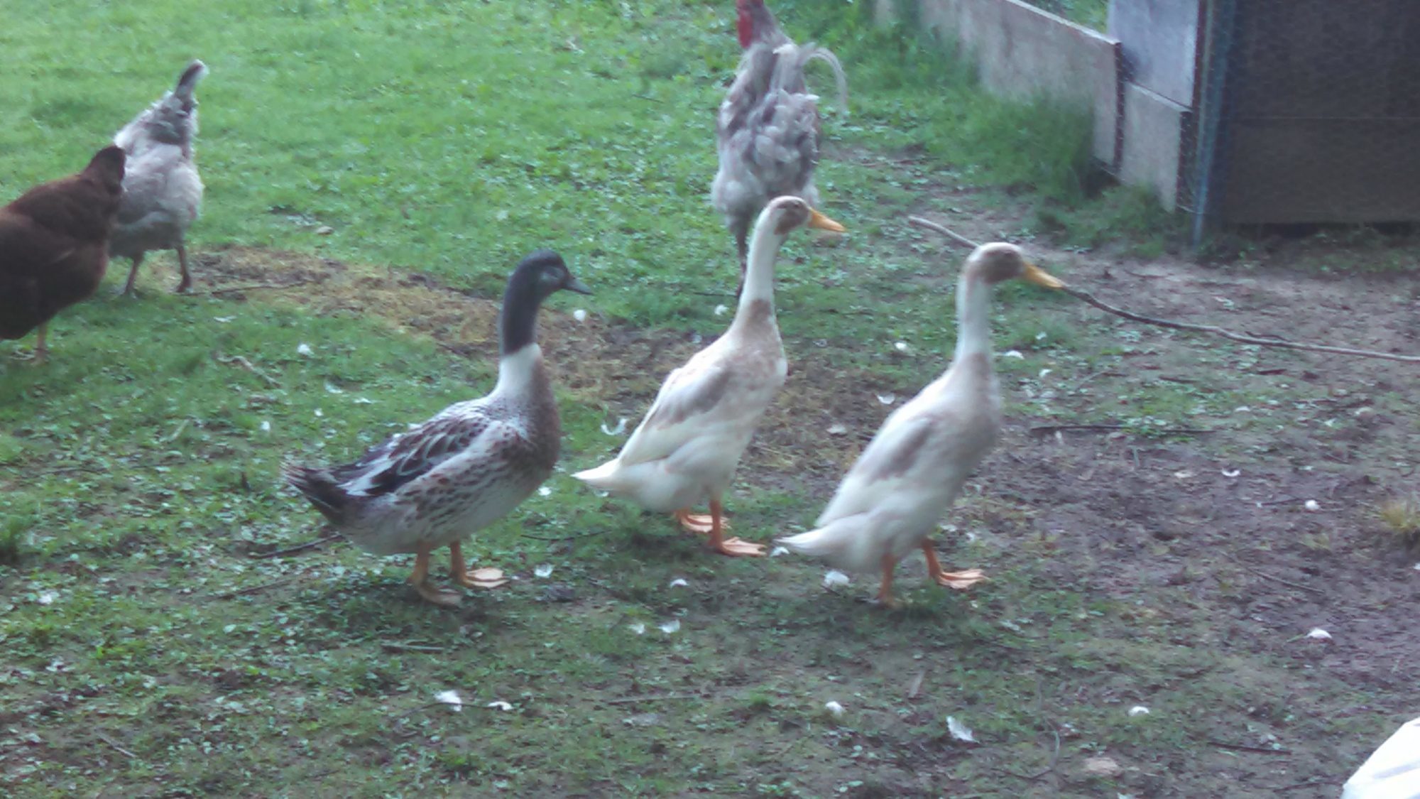 Aldain, Screech, Urkel