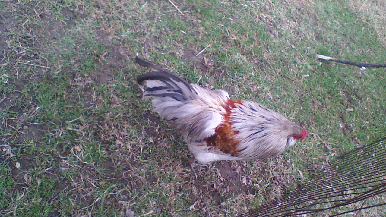 Alex our Ameraucana Rooster