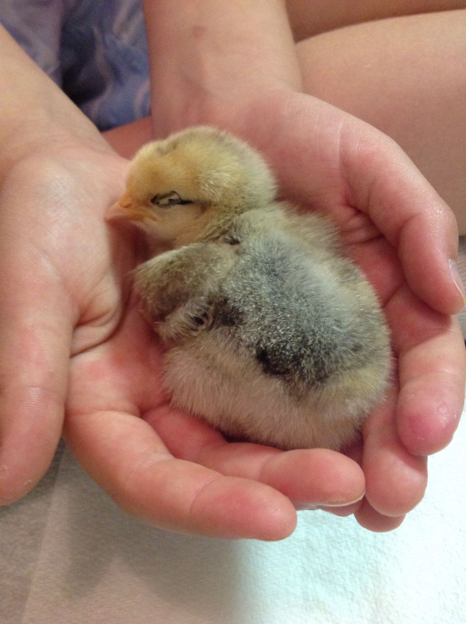 Alexander, falling asleep in my hands.