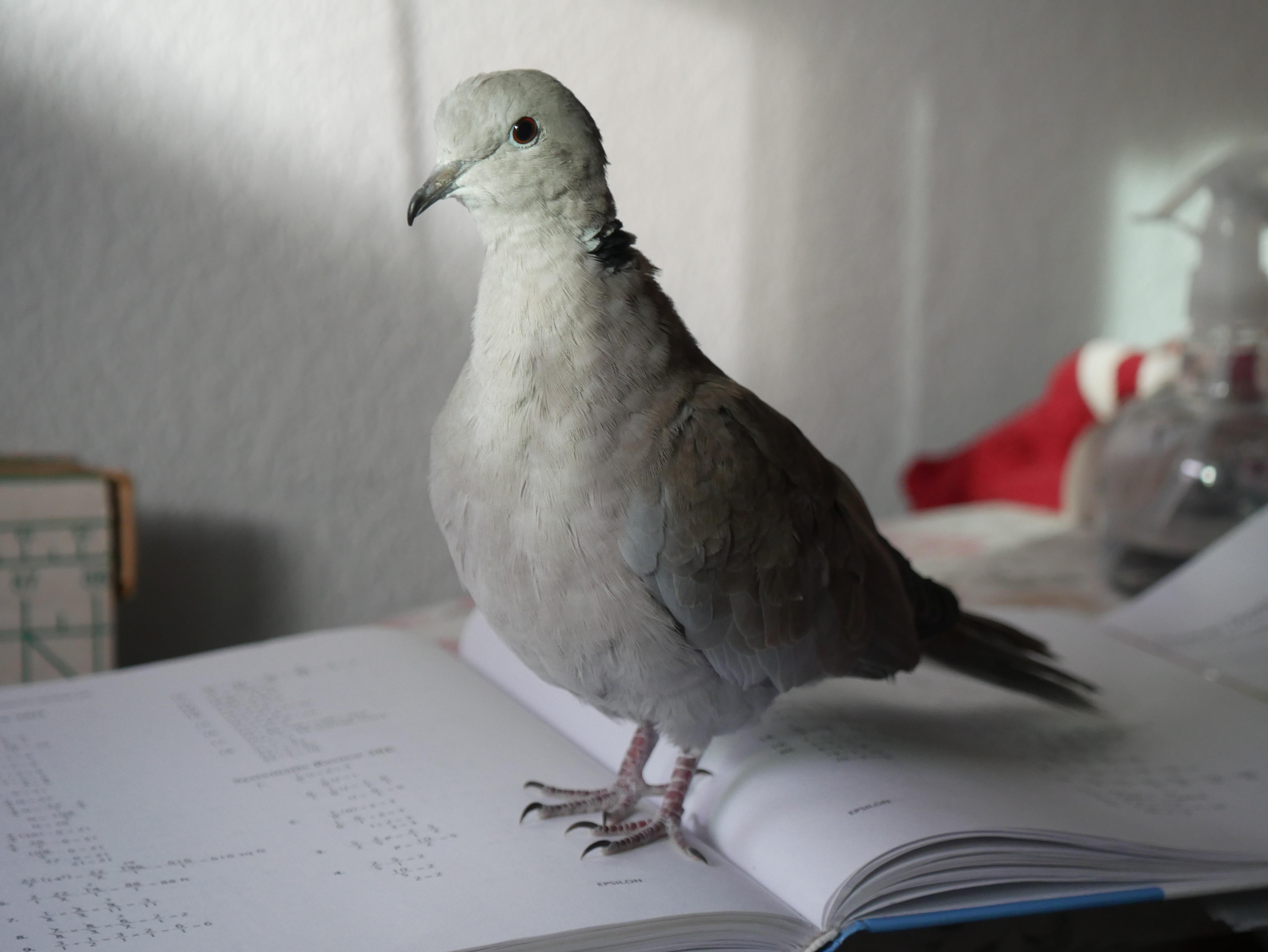 Alexander on a book