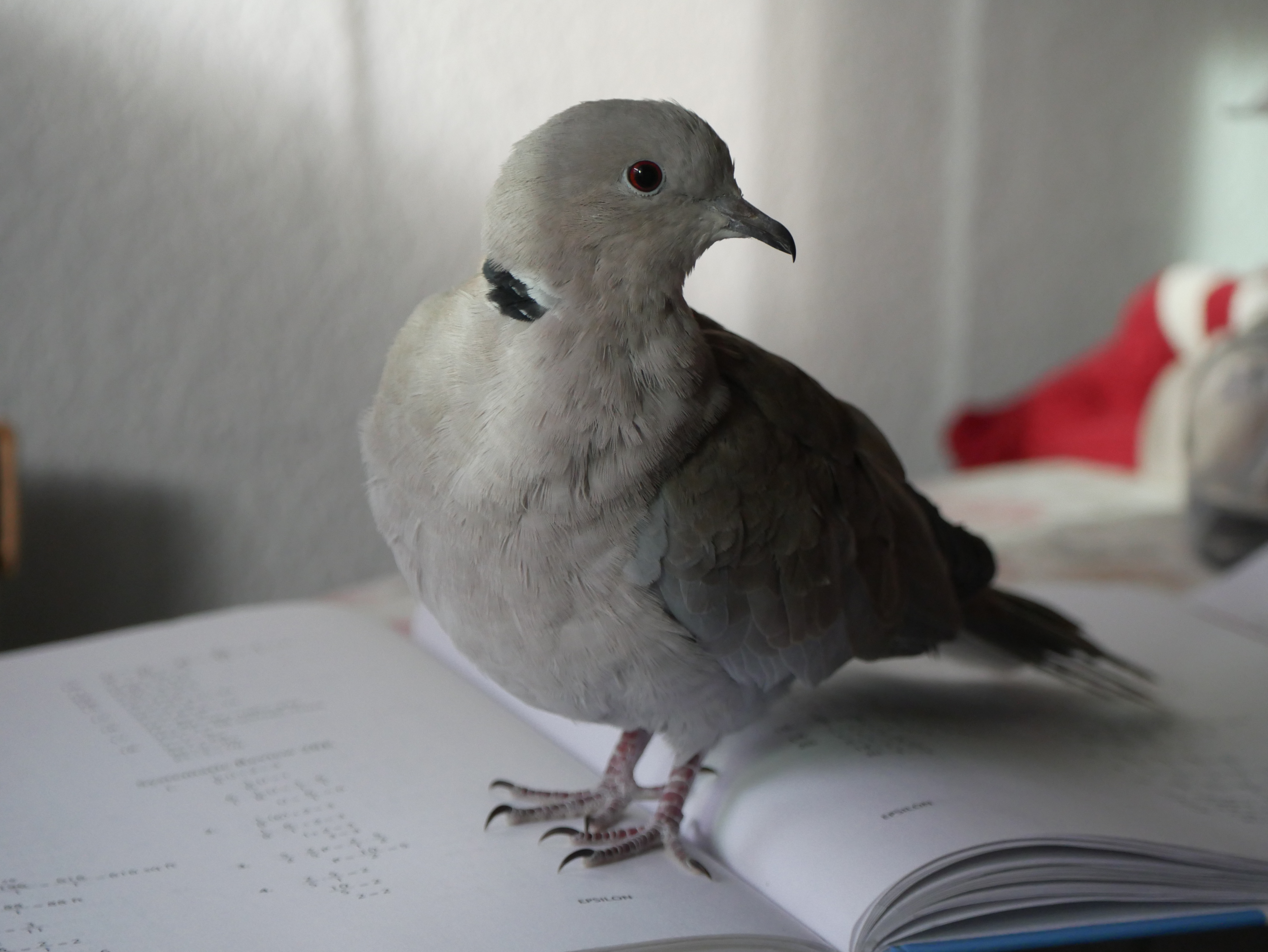 Alexander on a book