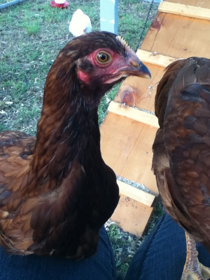 Alexandria
Rhode Island Red