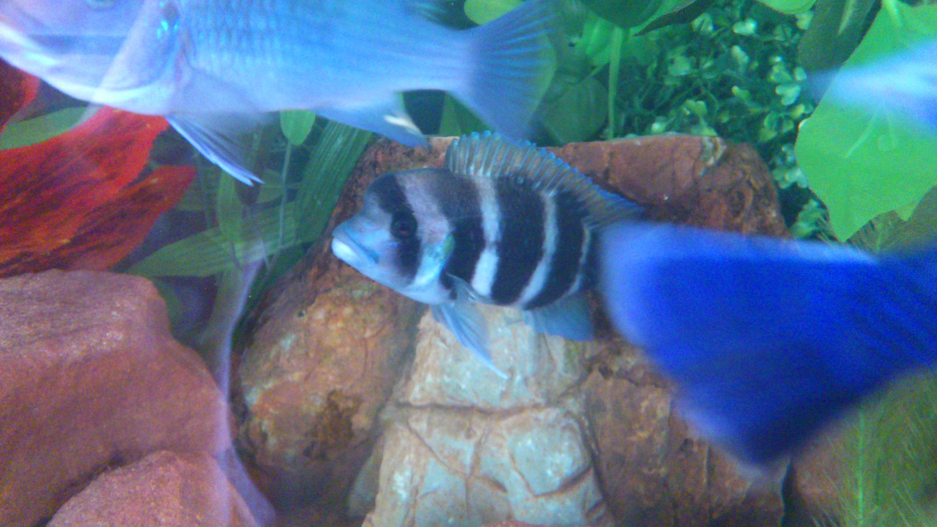 alfa male