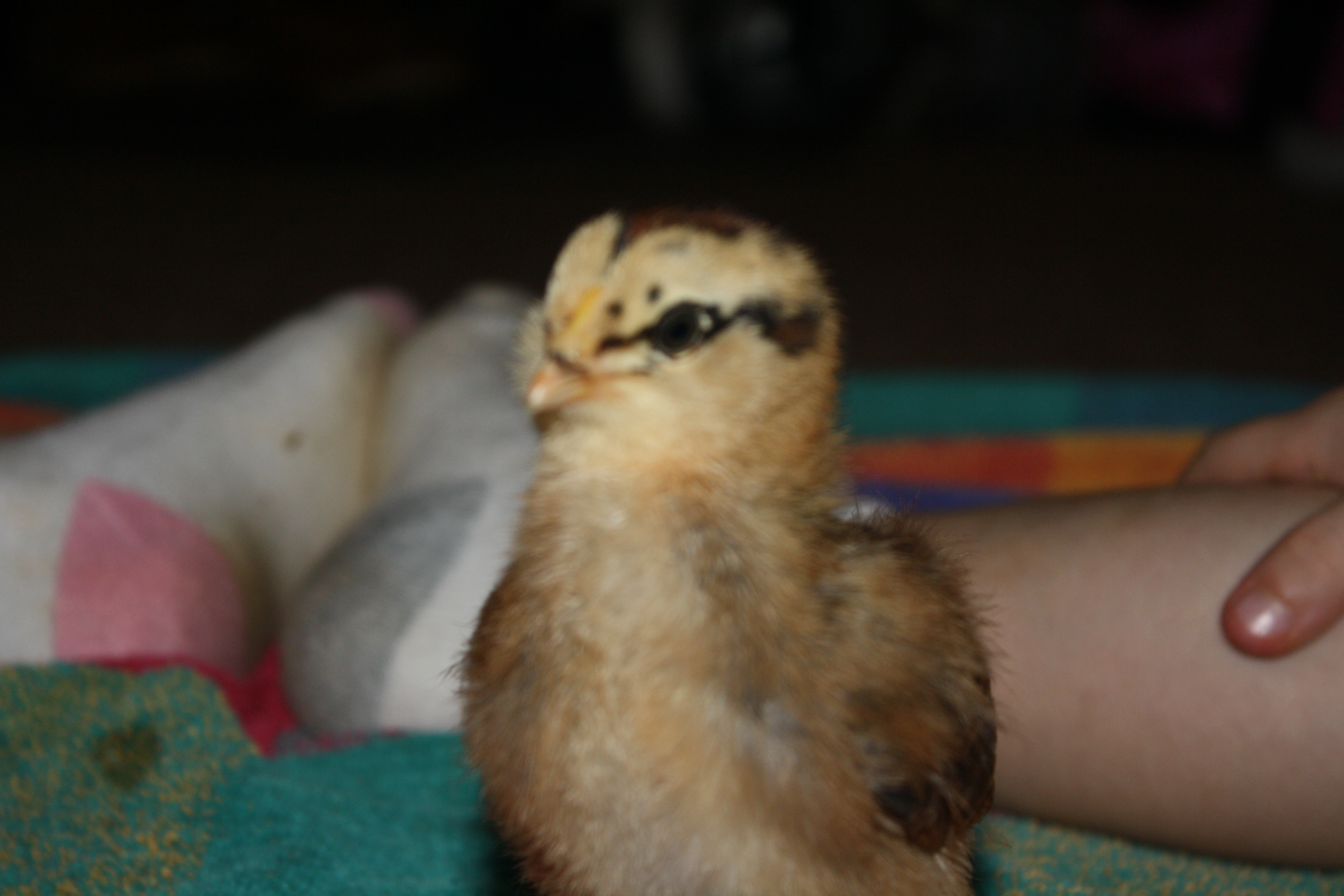 Alice- @ 1.5 weeks old