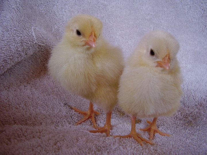 Alice and Annie (right)