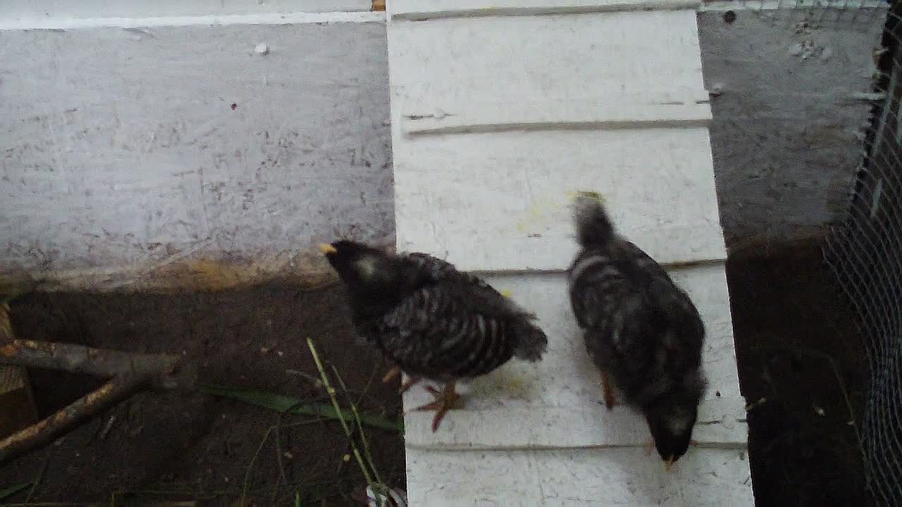 Alice and Jane
@ 3 and a half weeks