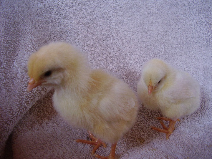 Alice (Left) and Annie
