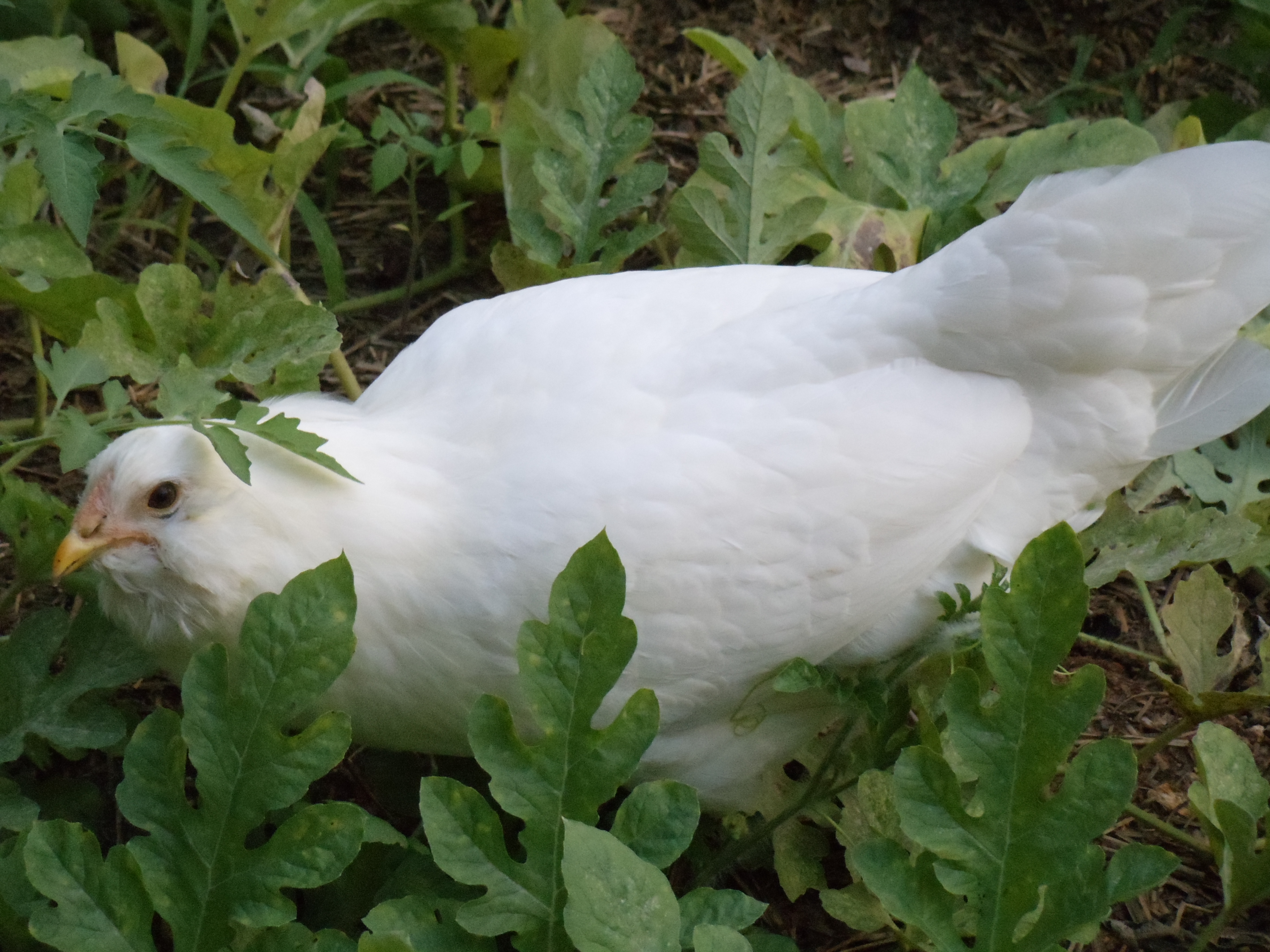 Alice our Ameraucana at 20 weeks.