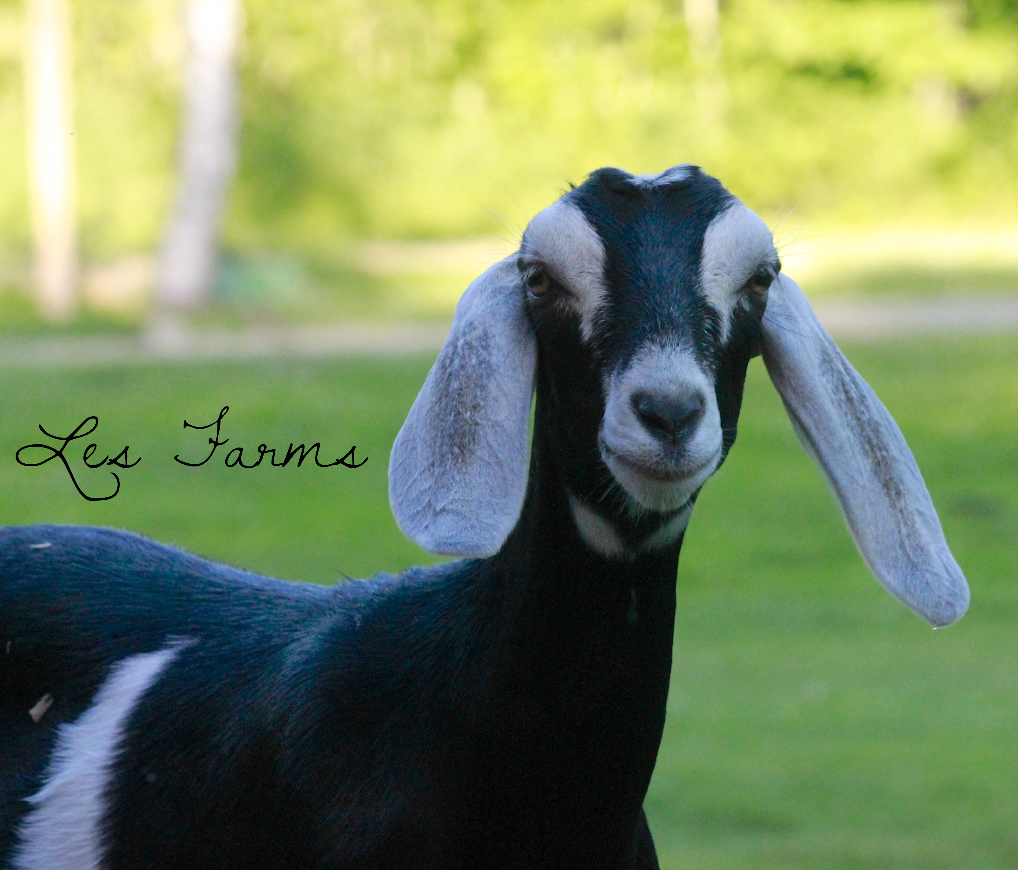 Alice our Nubian goat