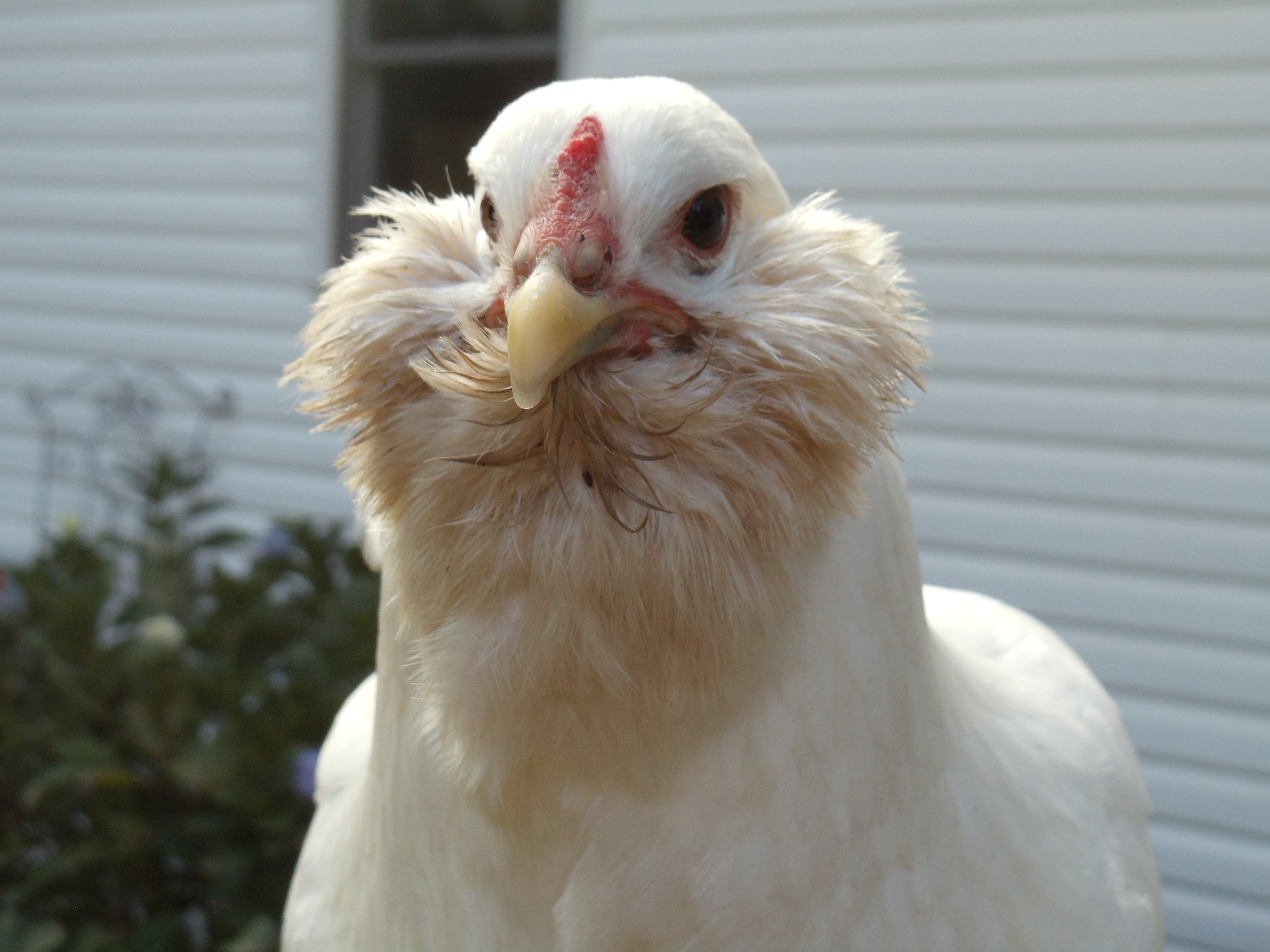 Alice the White Ameraucana