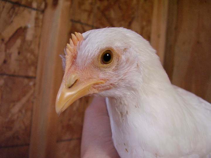 Alice (White Leghorn) 8 weeks
