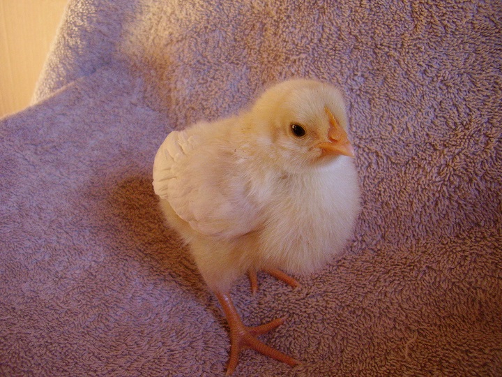 Alice - (White Leghorn)