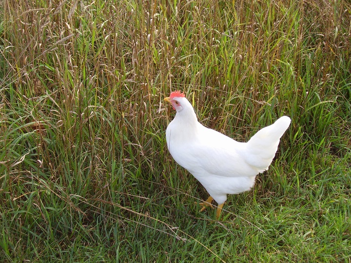 Alice - (White Leghorn)